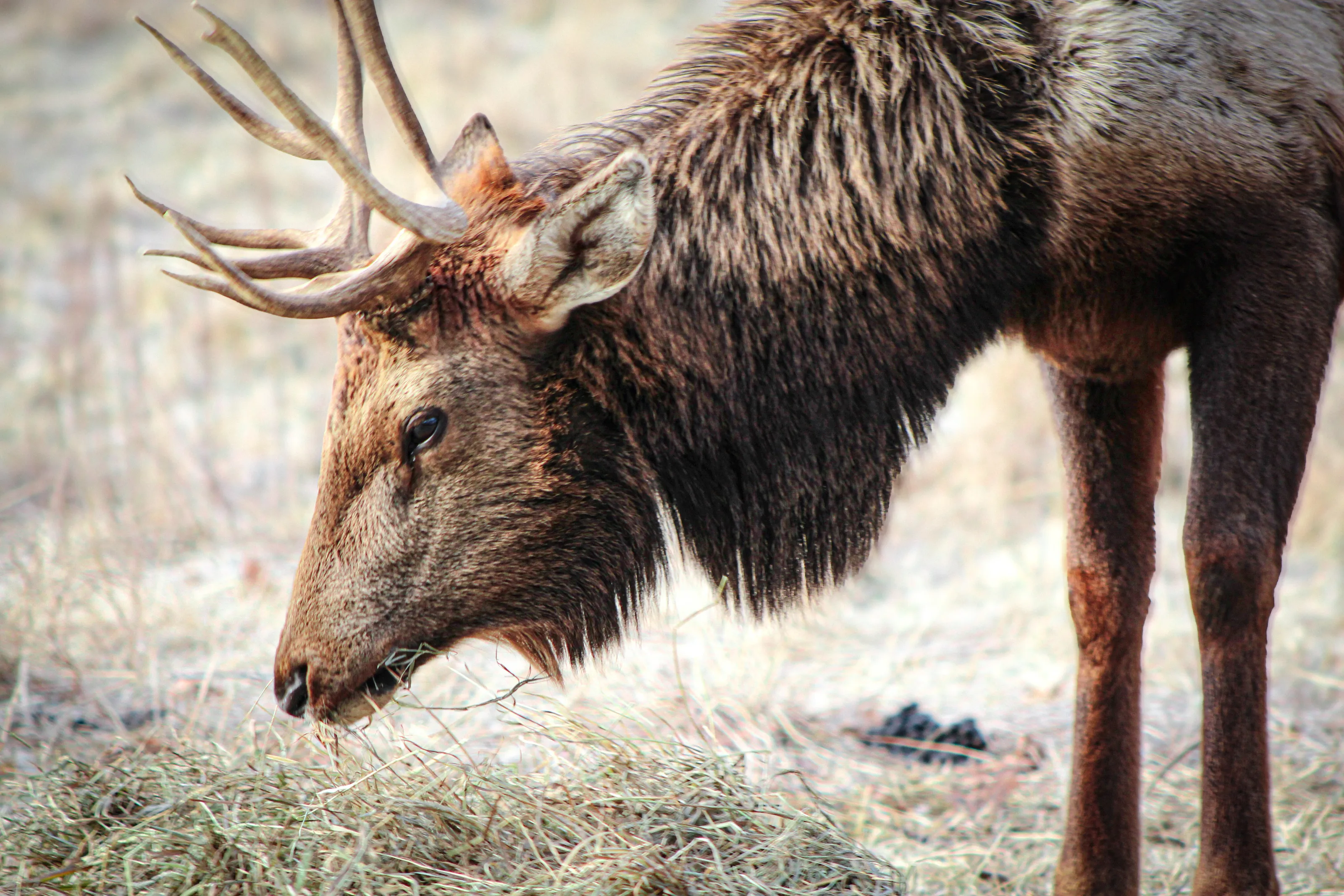 Lone Elk