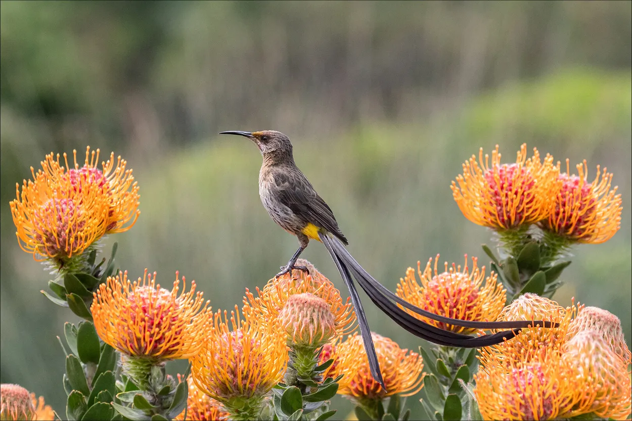 Entry 27559578