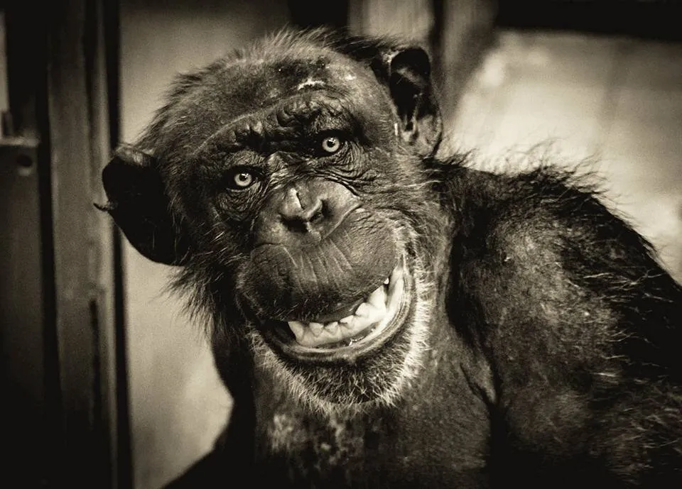Cheeky Monkey