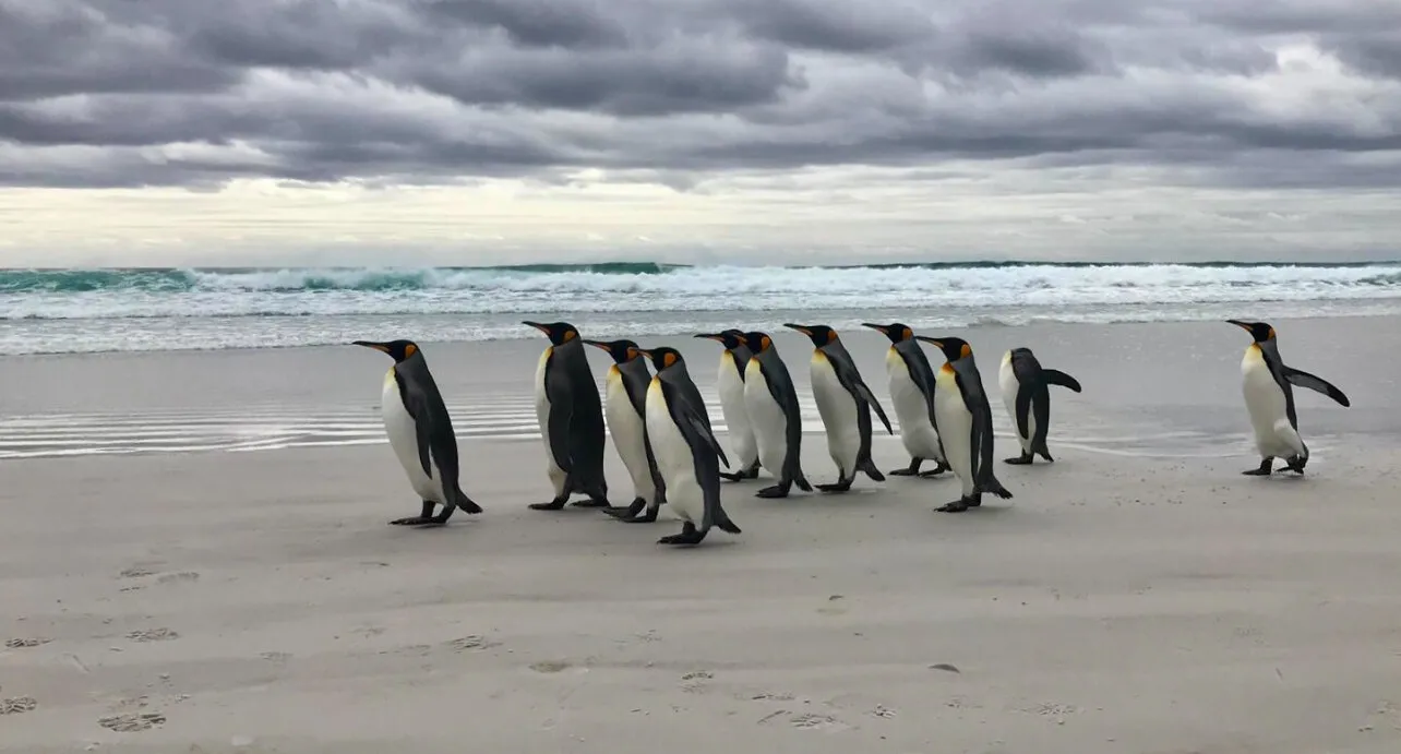 Penguins
