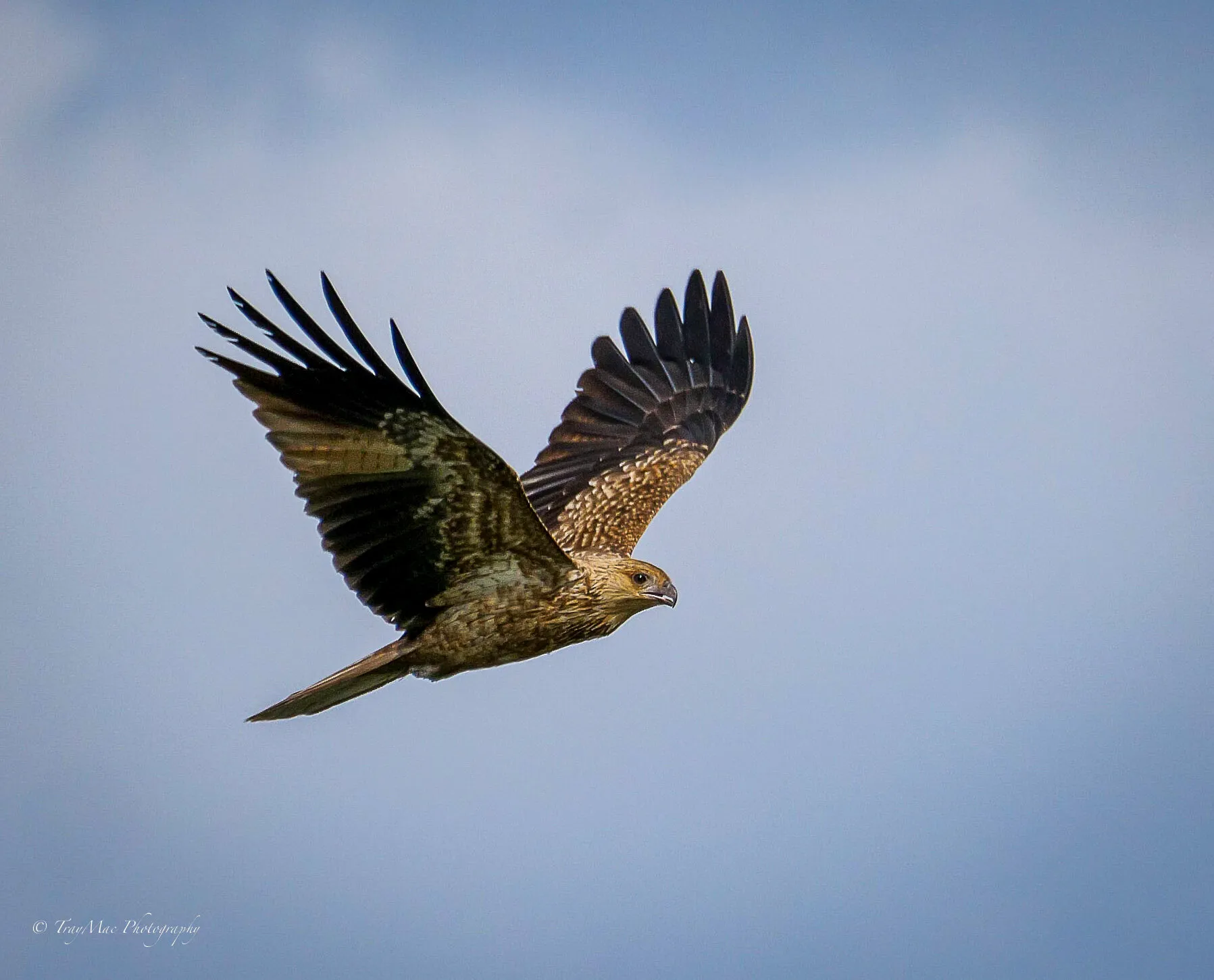 Black Kite