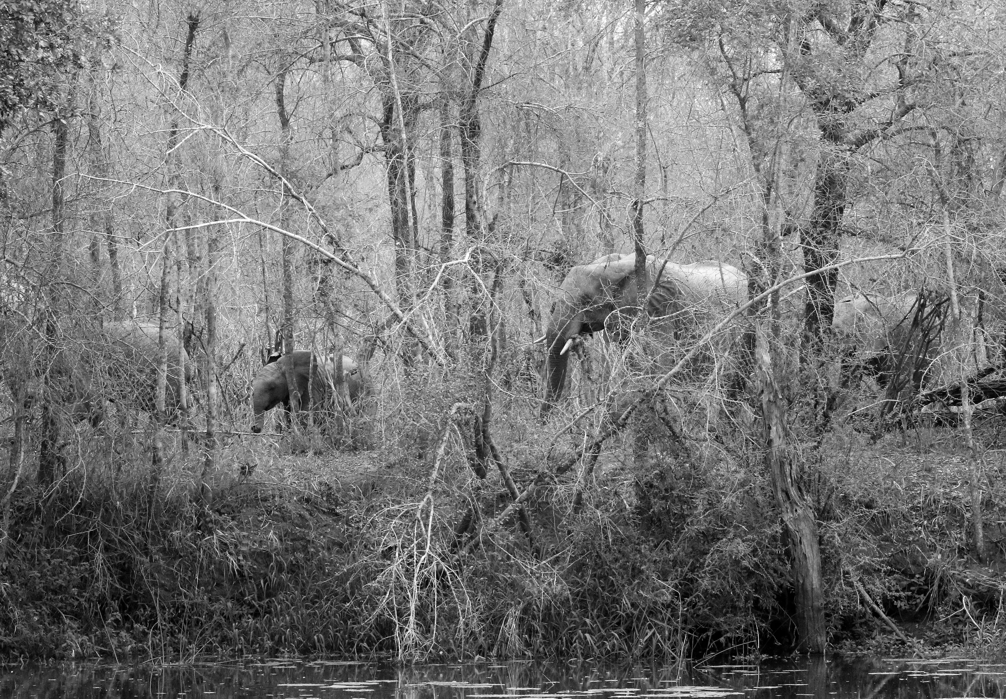 Elephants in the bush