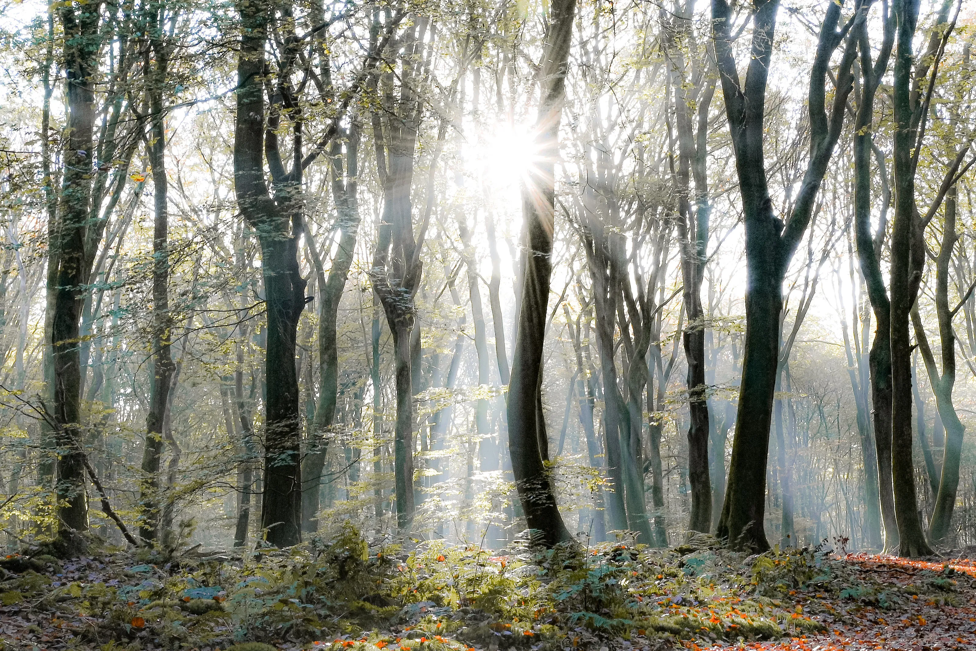 Dancing trees in the sunlight