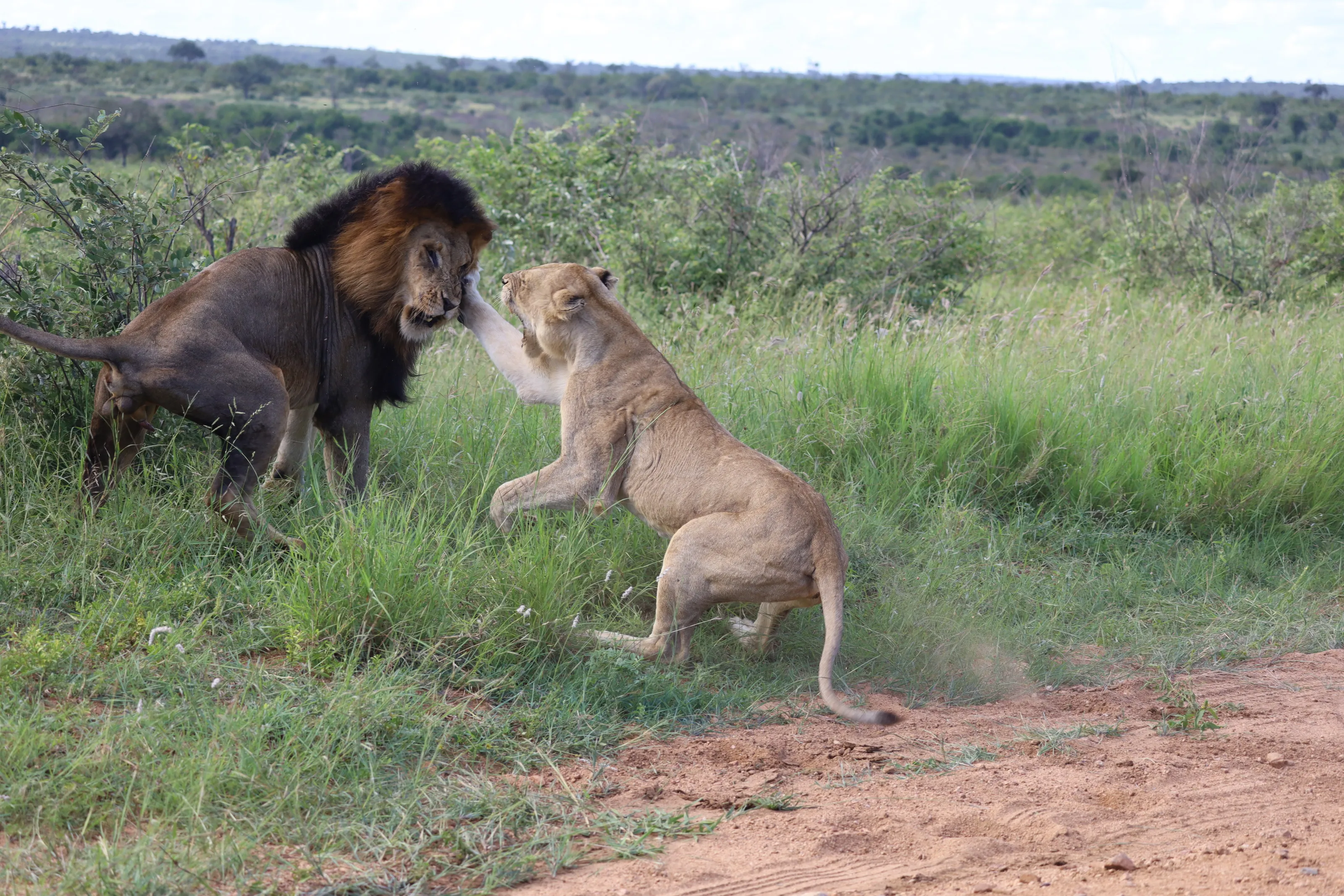 Kruger National Park, South Africa