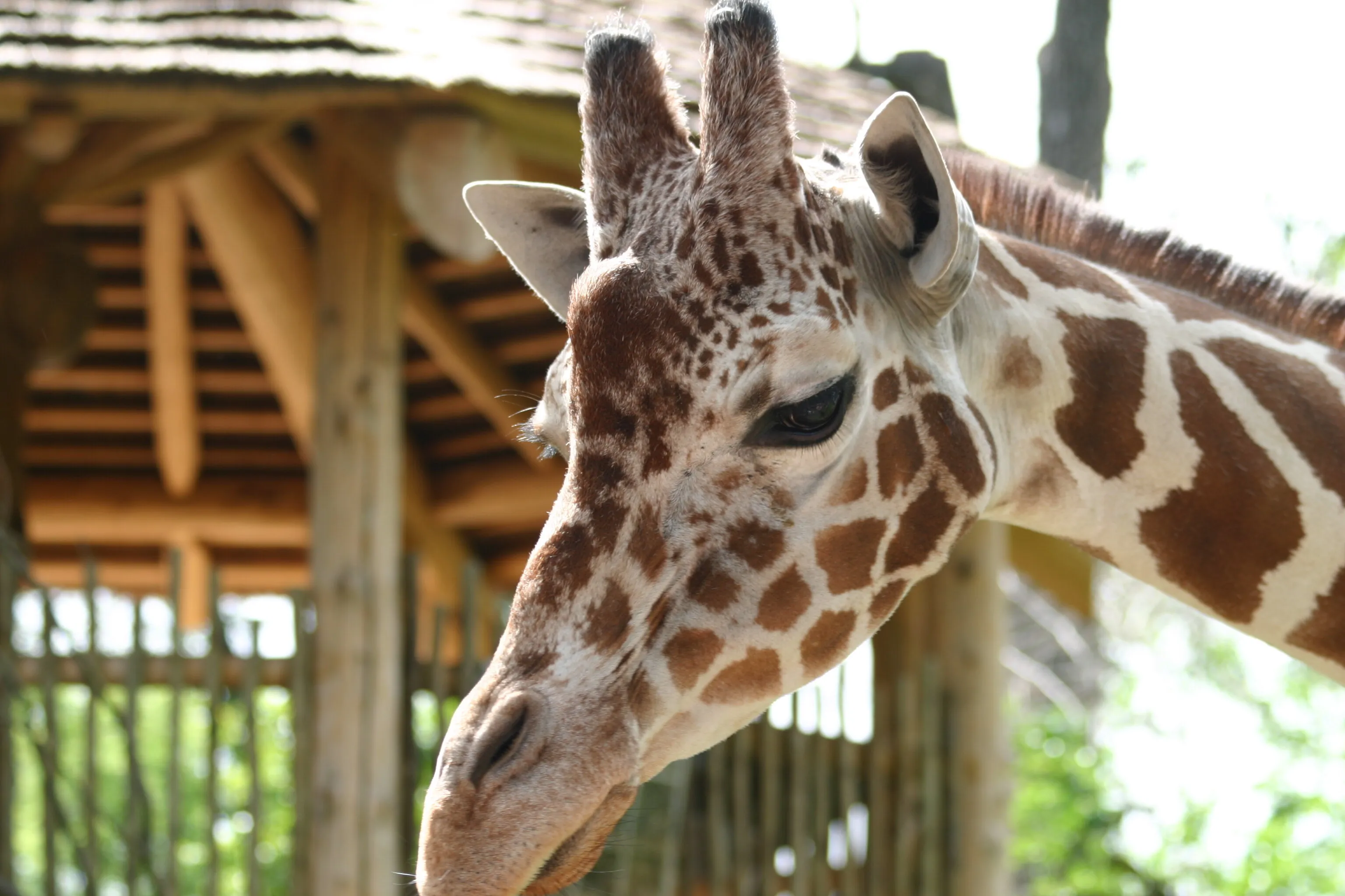 Long necks for life