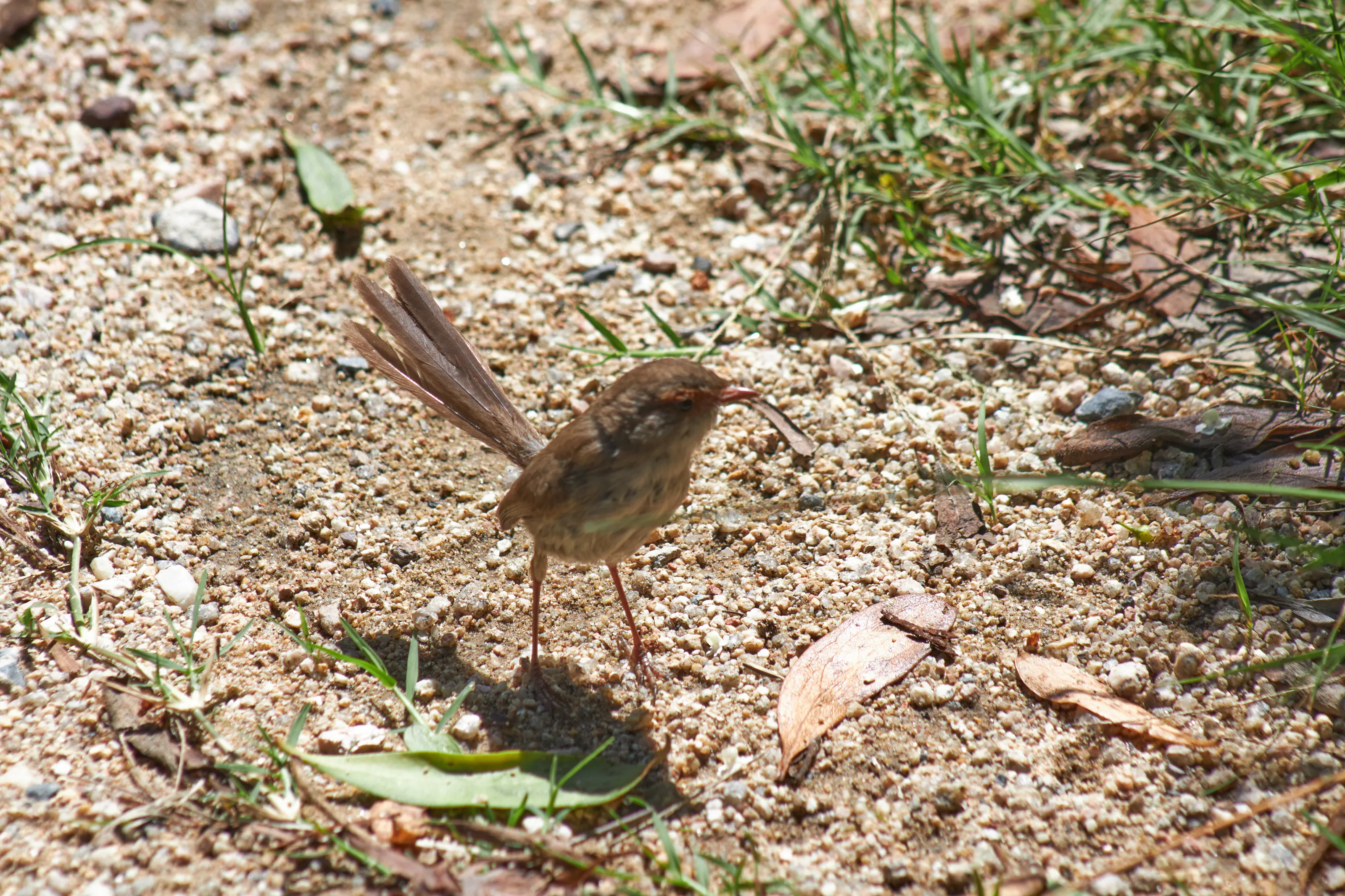 Deserted Fairywren