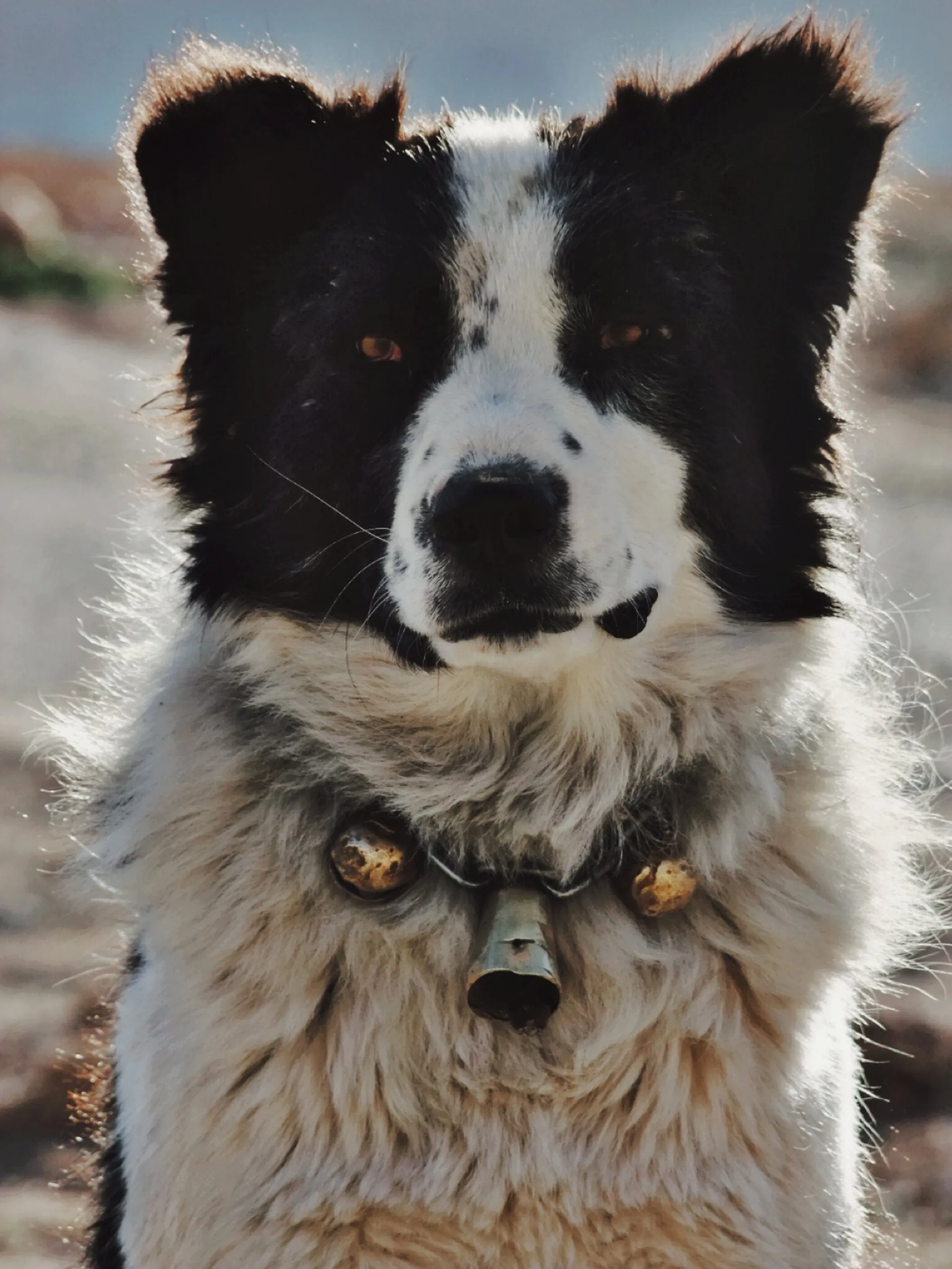Mr Dog