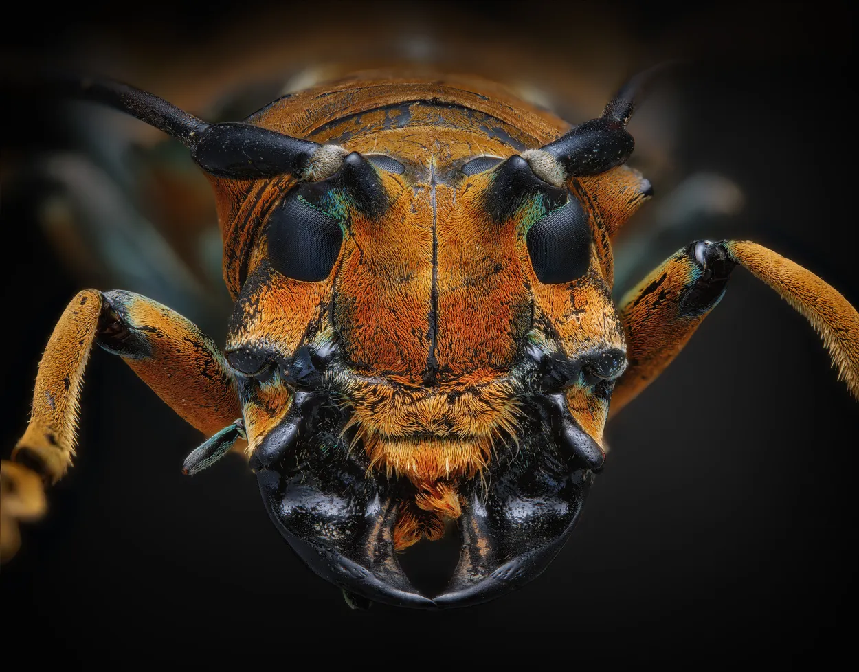 Entry 27182844
