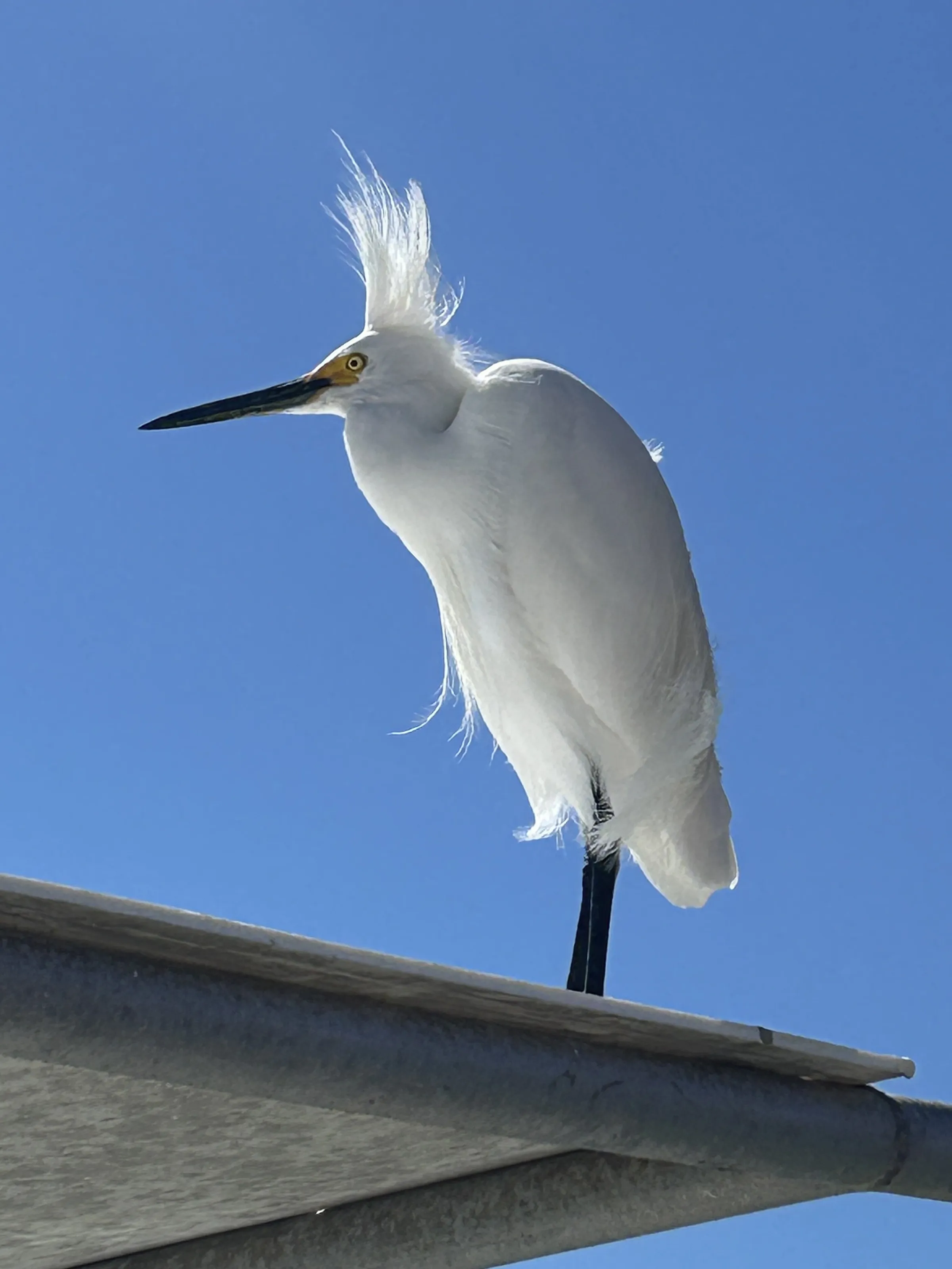 Bad hair day