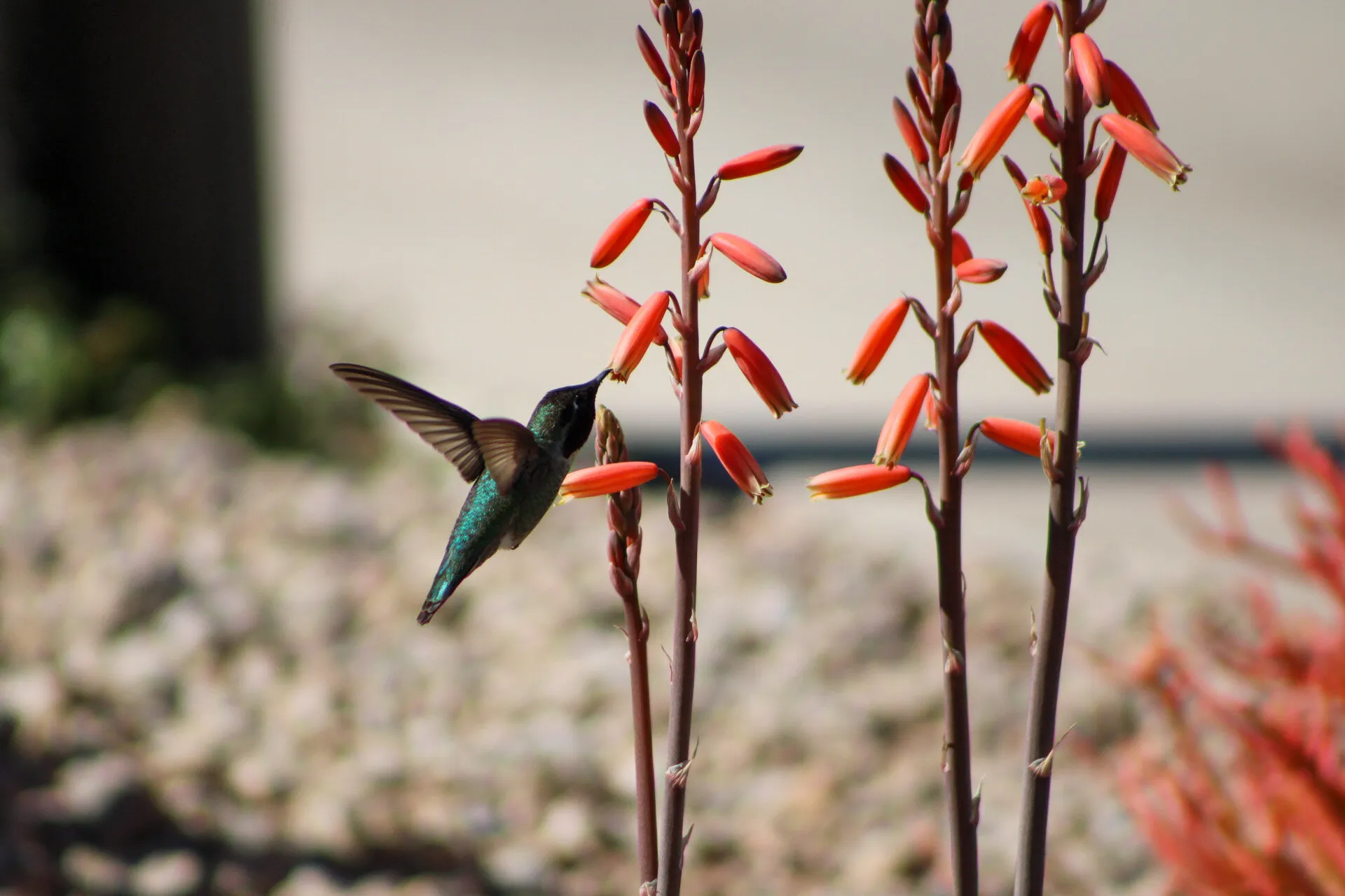 Natures Tiny dancer