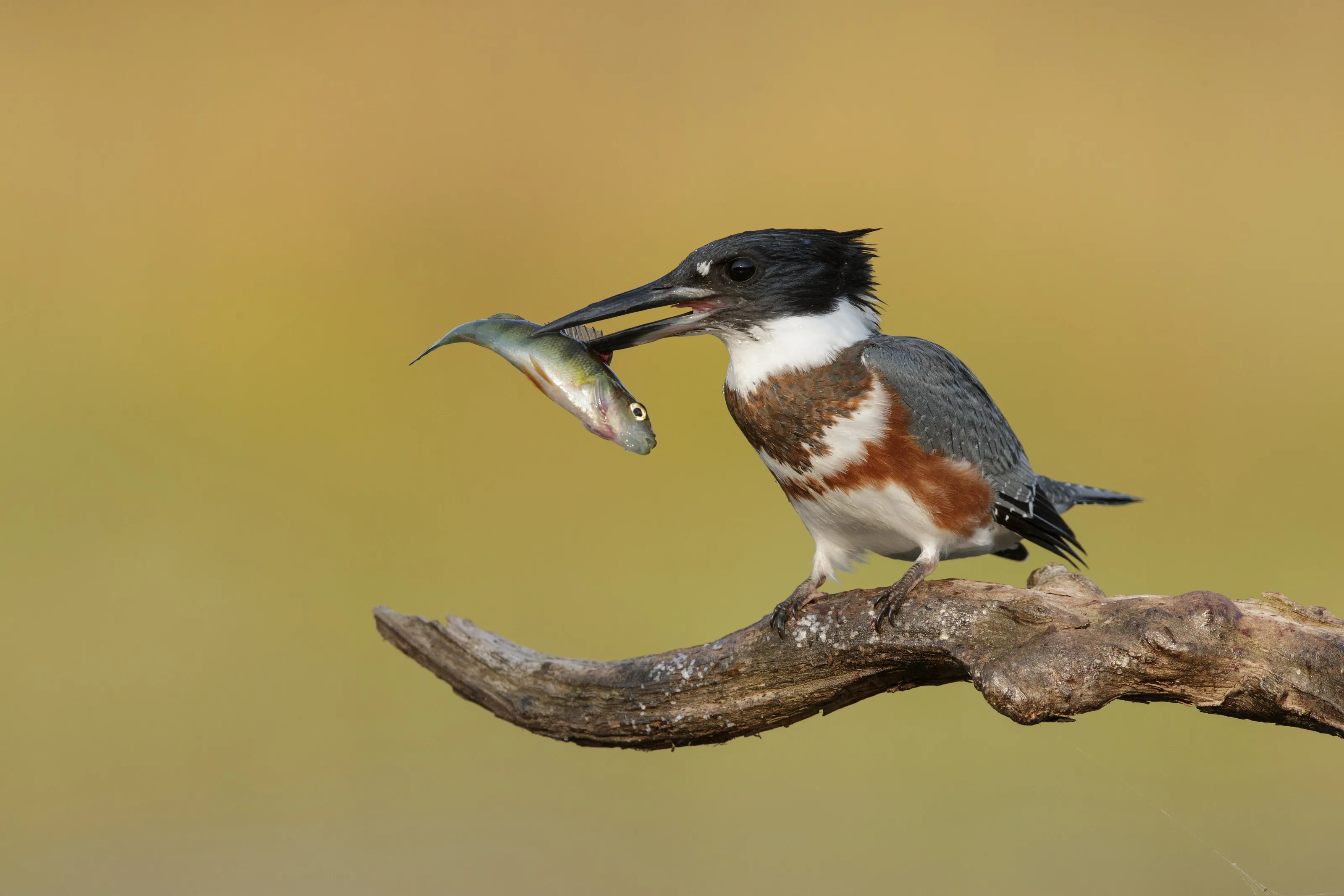 The Kingfisher