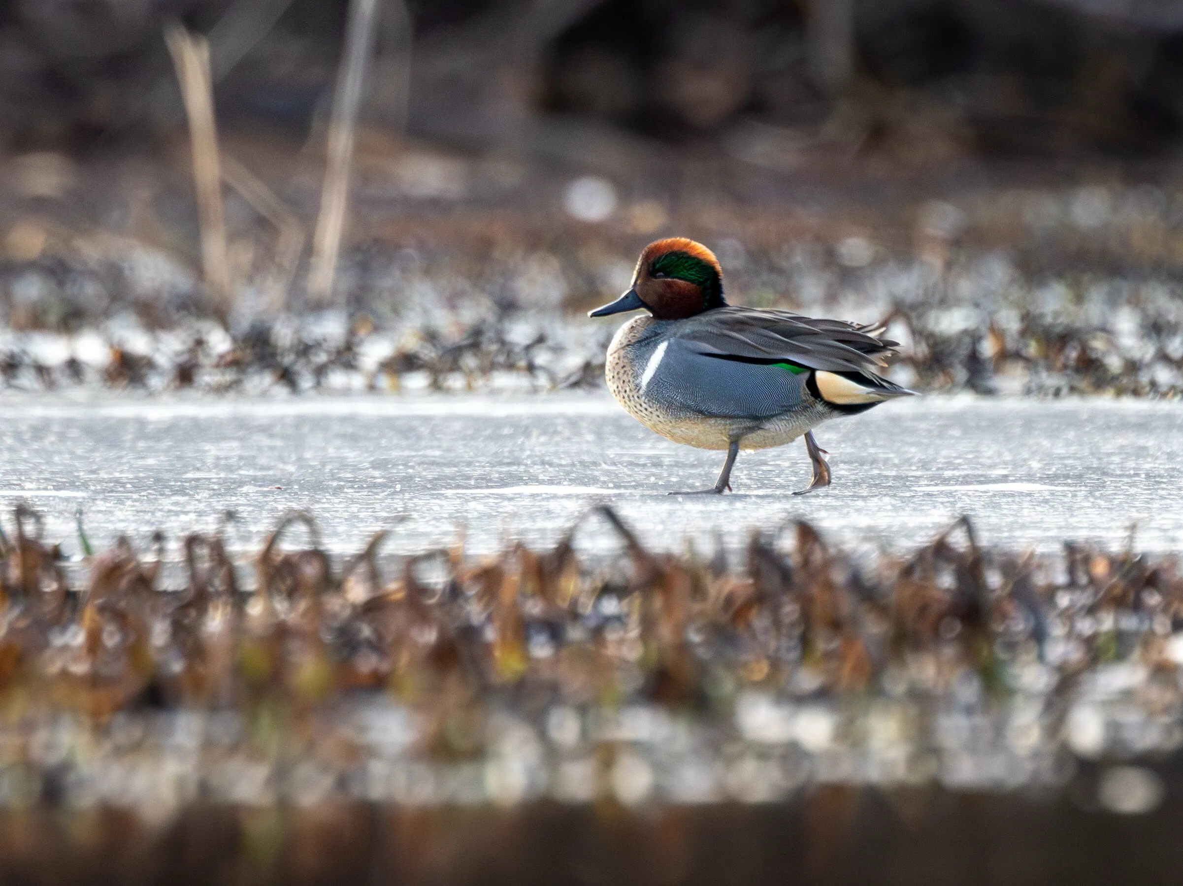 Green Wing on the Ice