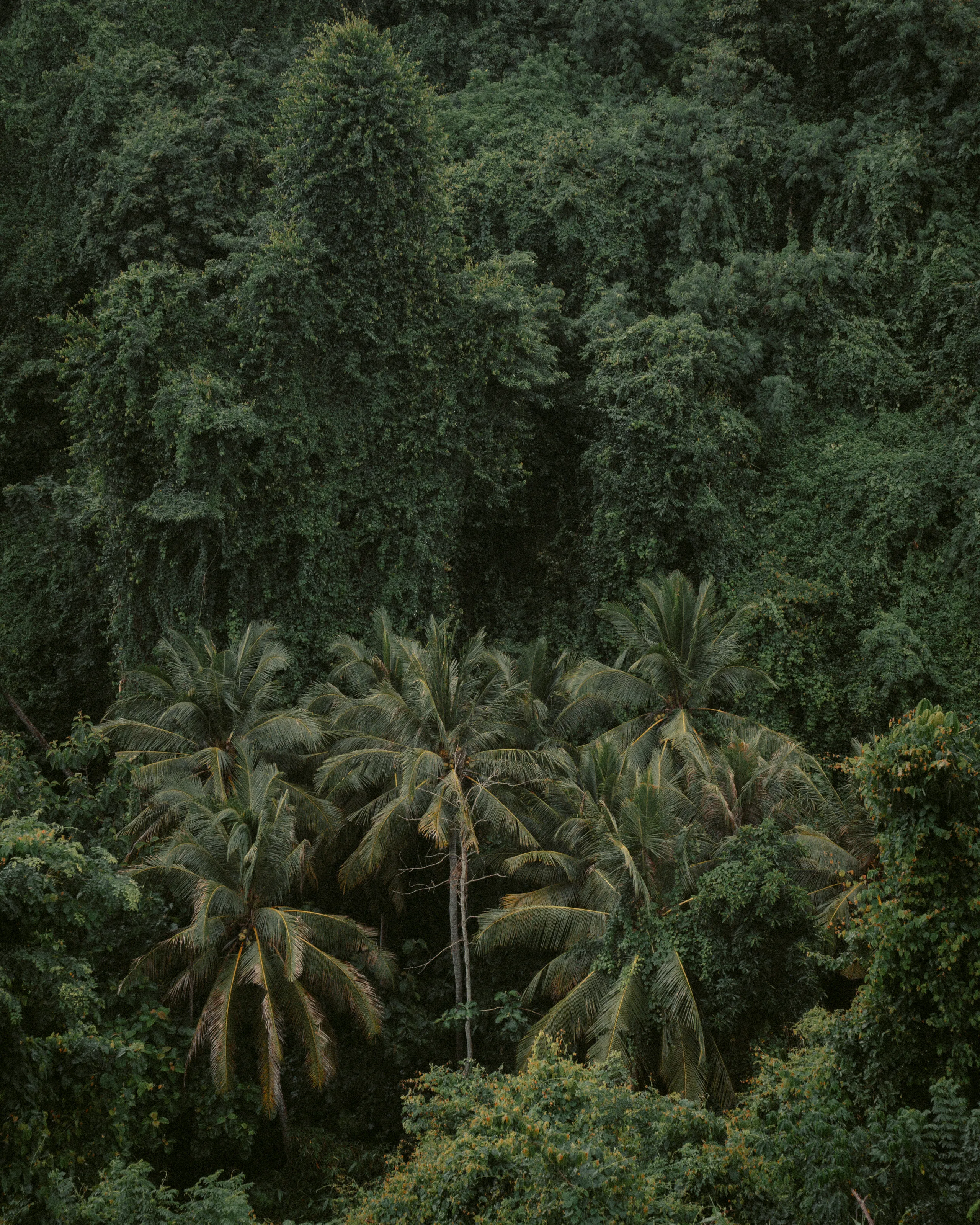 Into the Jungle