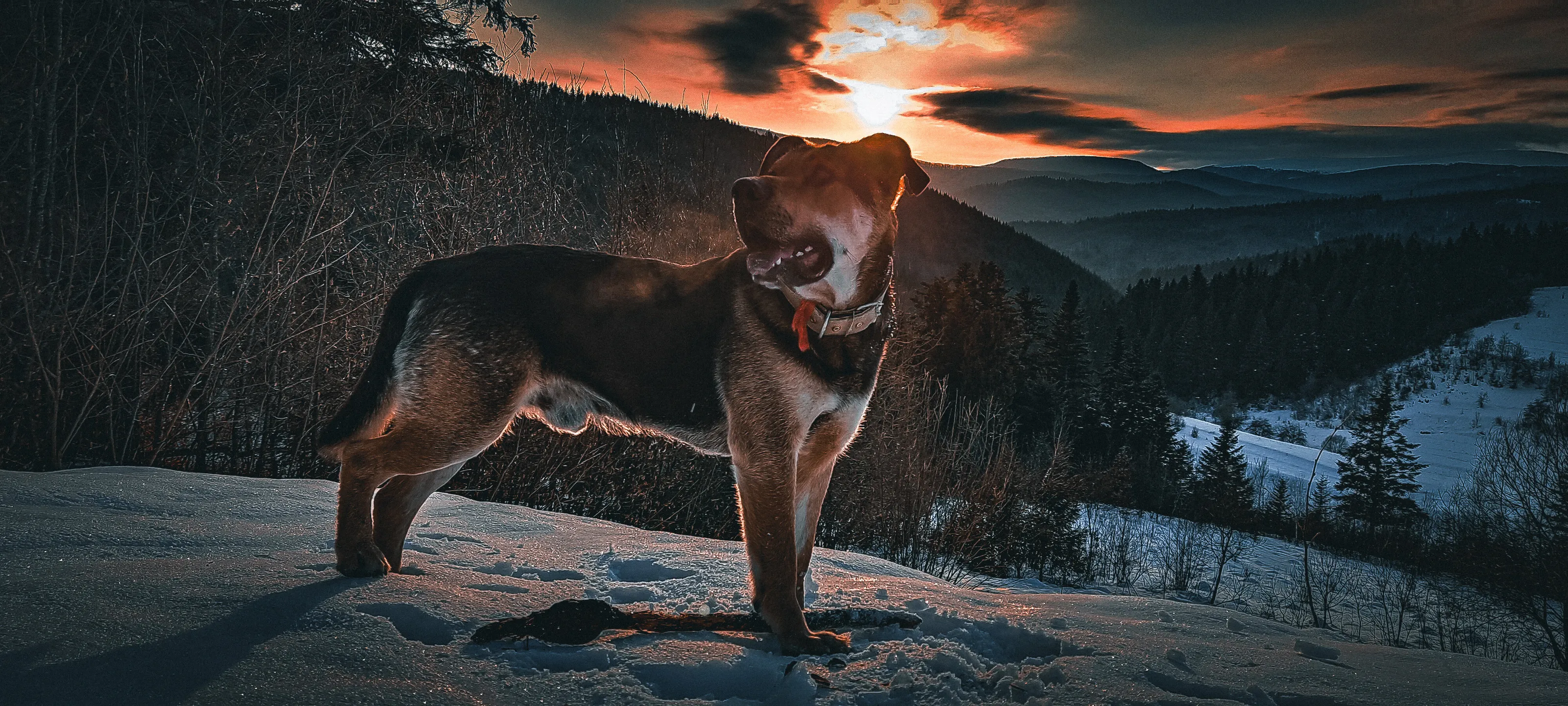 Dog