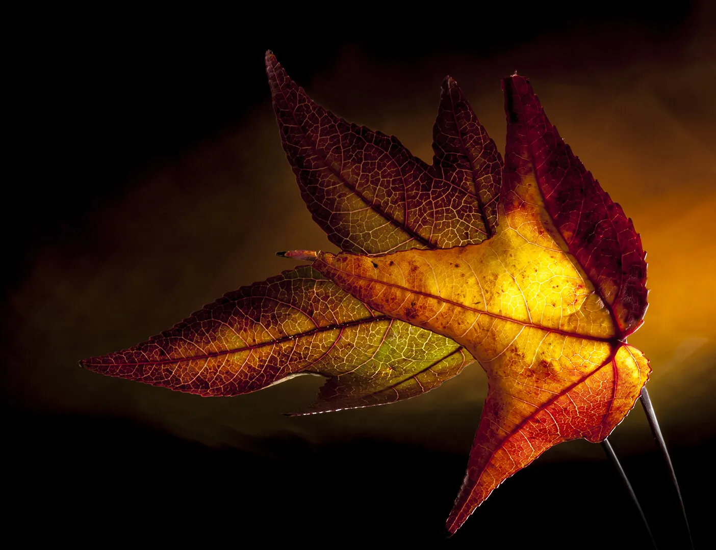Autumn