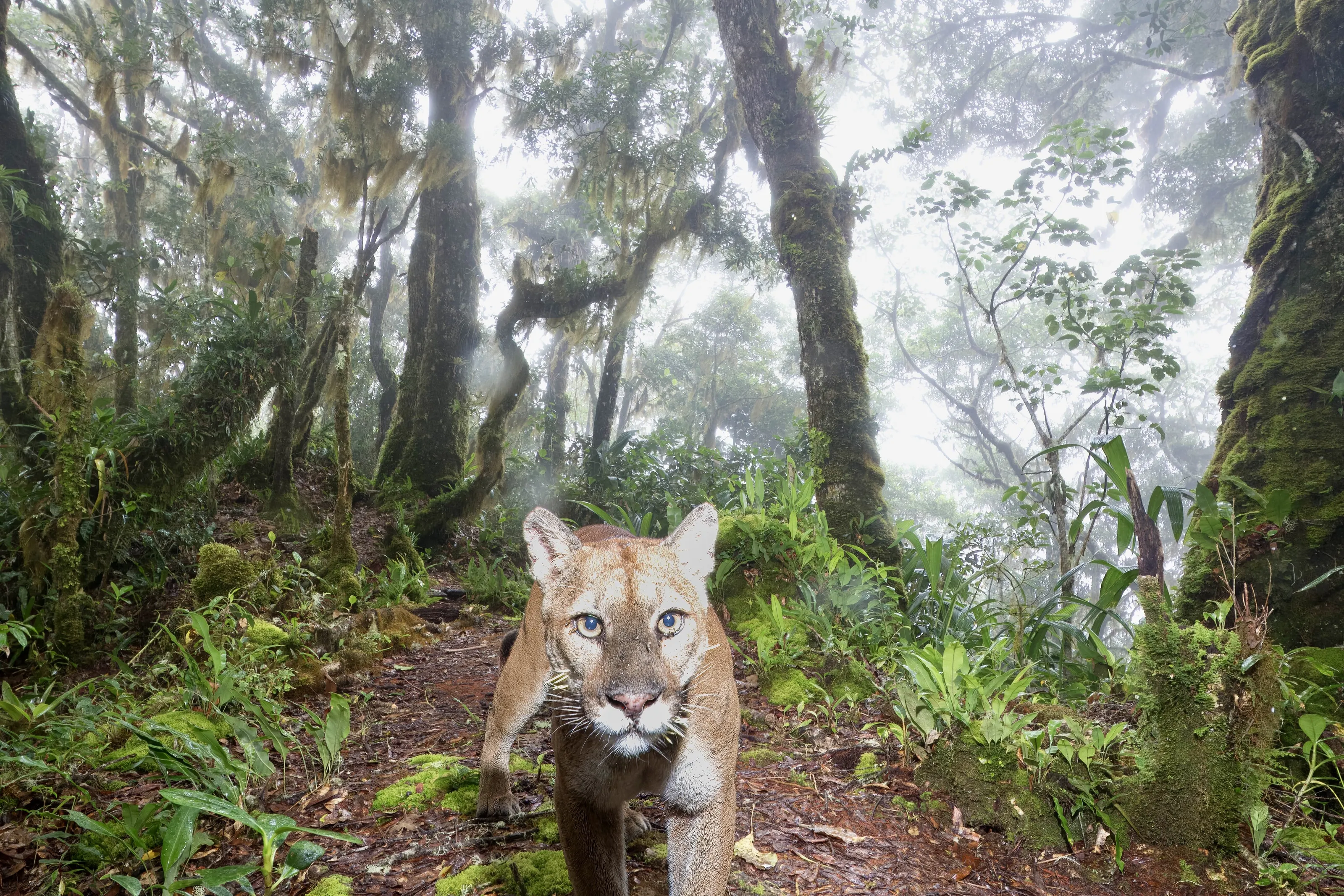 Puma in upper montane forest