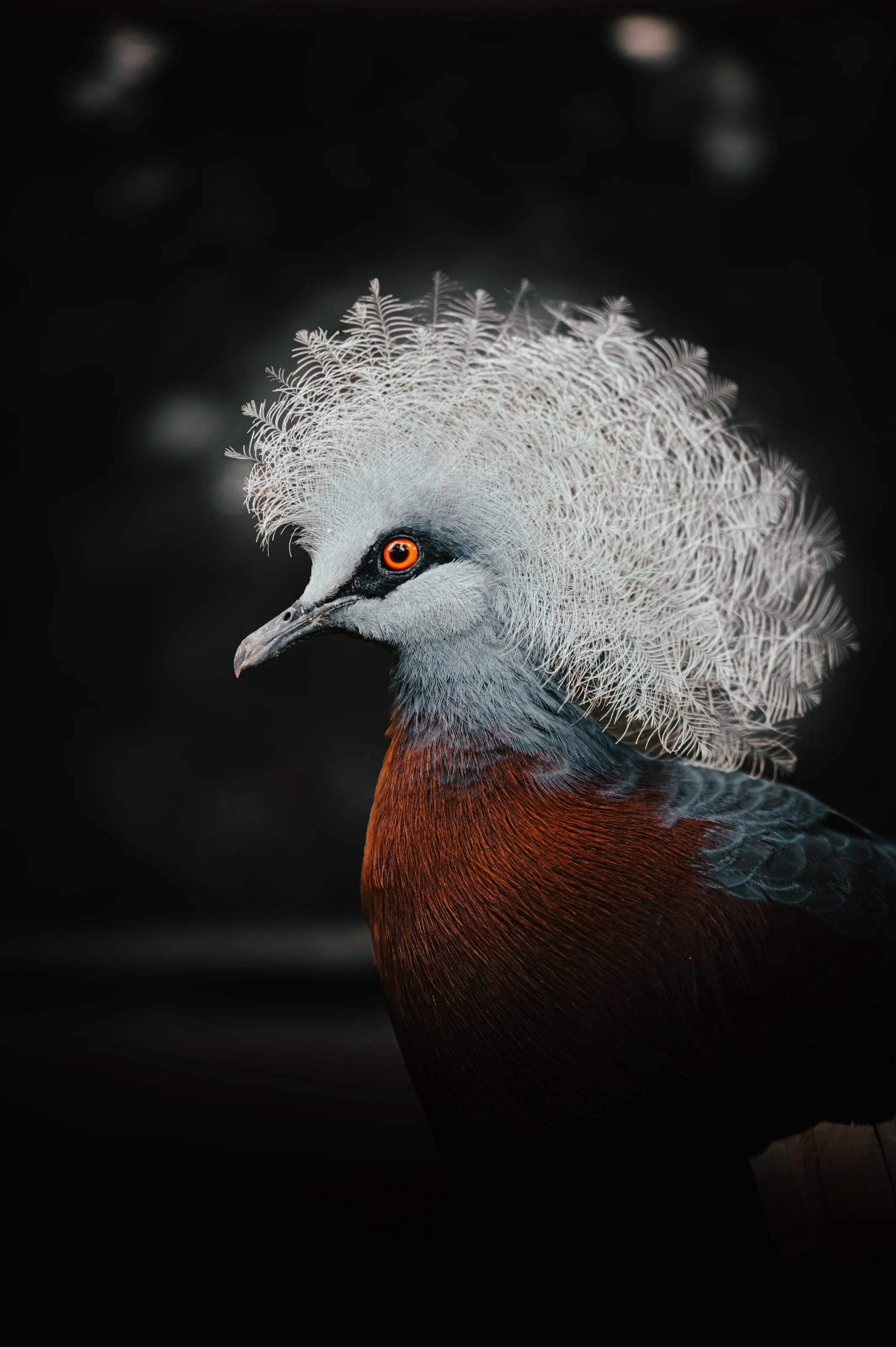 Crowned in Nature’s Elegance – A Gaze into the Wild