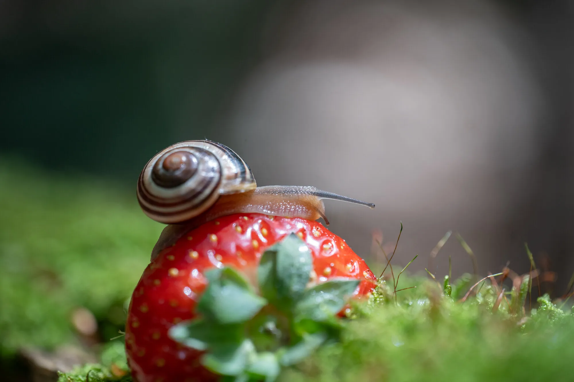 Lunch in the forest