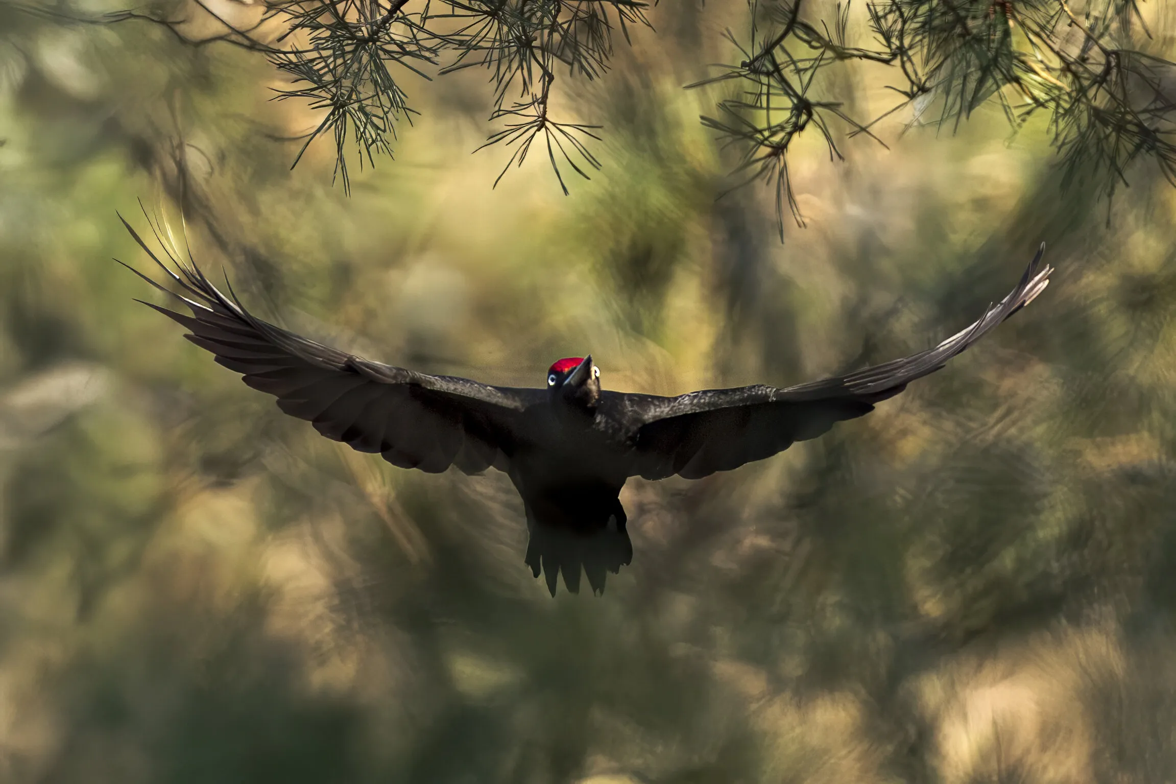 Deep in the forest lives the black woodpecker