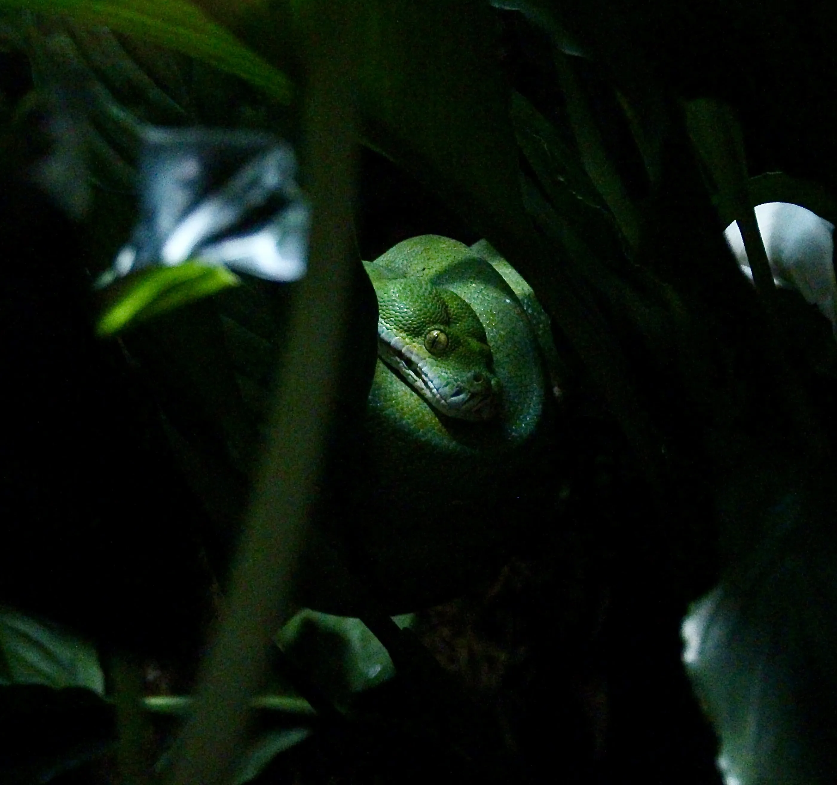 Green Snake