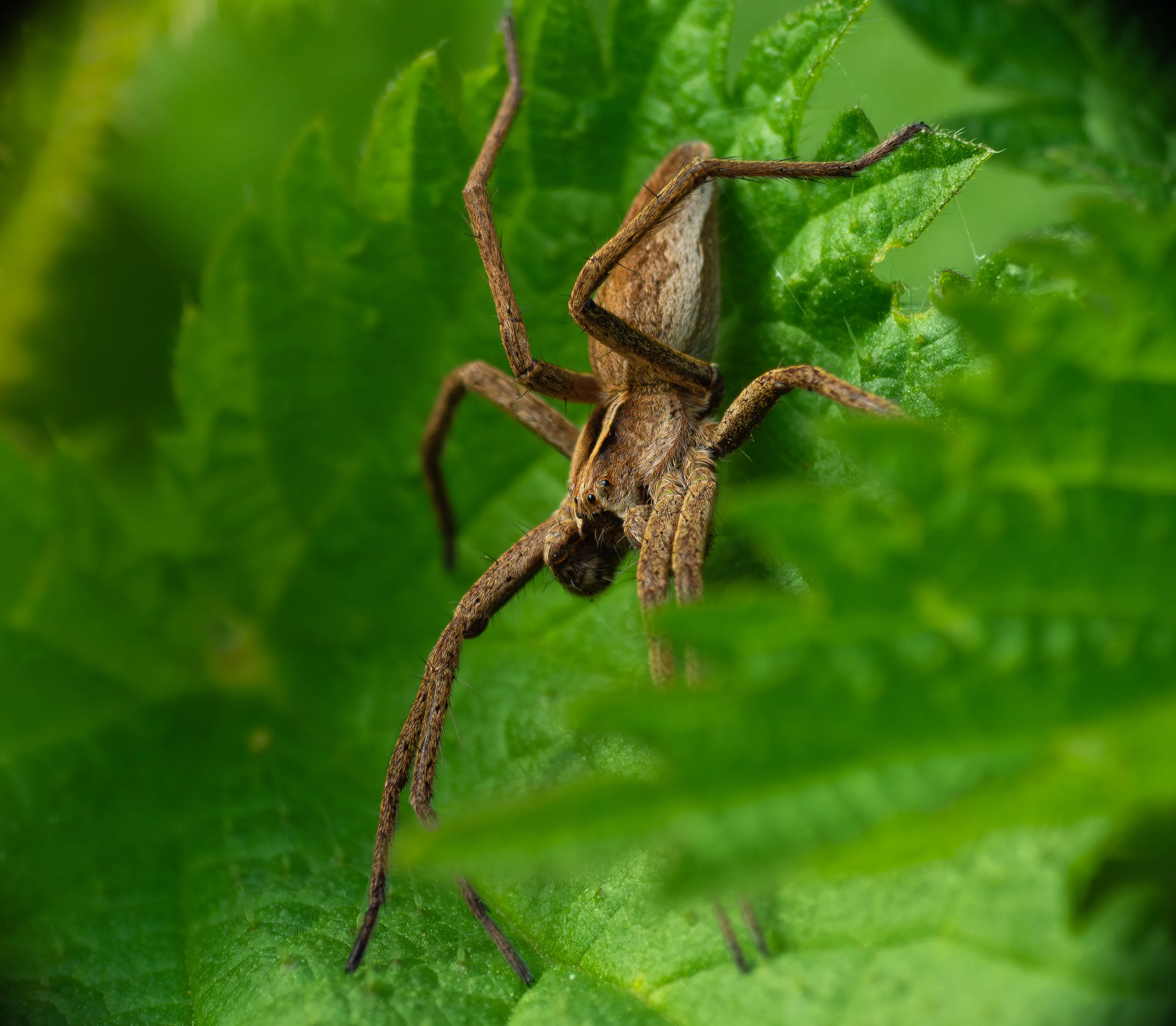 Aragog