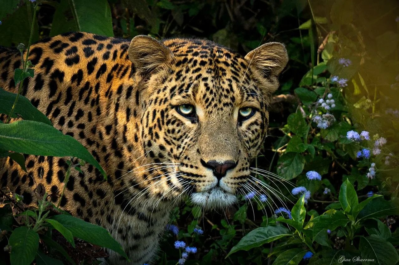 Eyes of the Wild