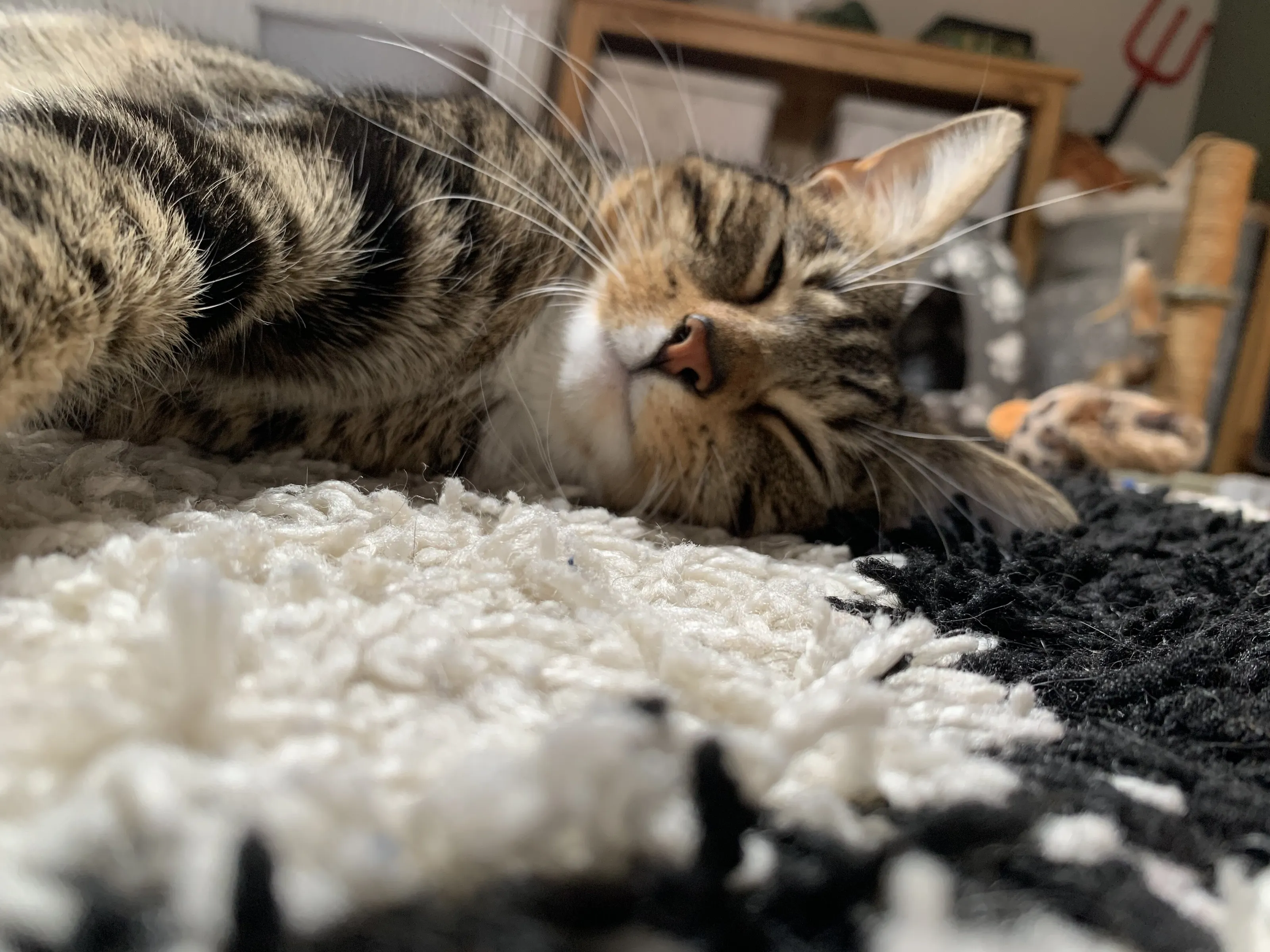 Cat selfie 🐈