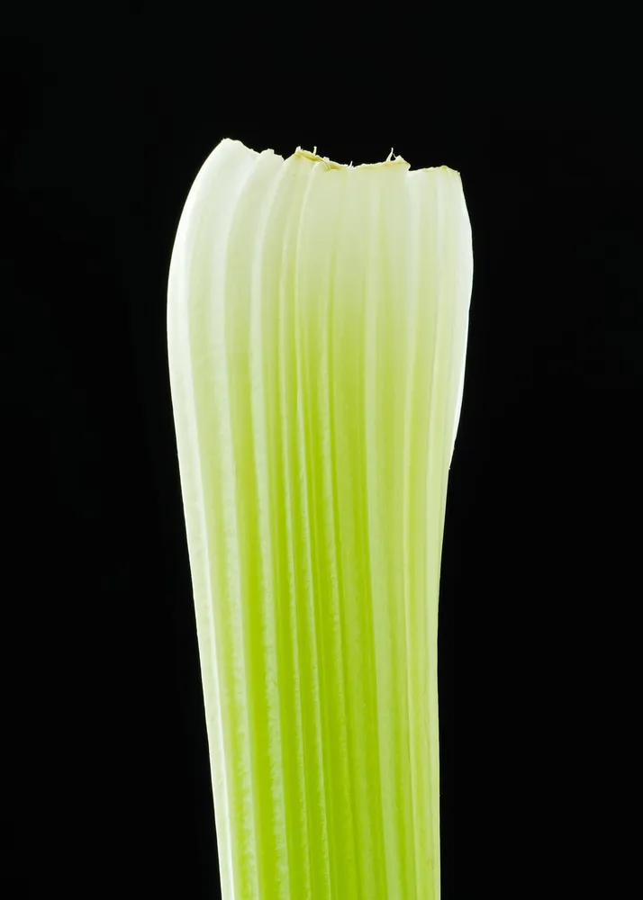 • Celery Gradient •