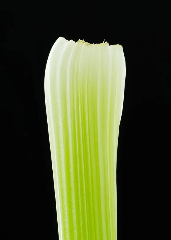 • Celery Gradient •