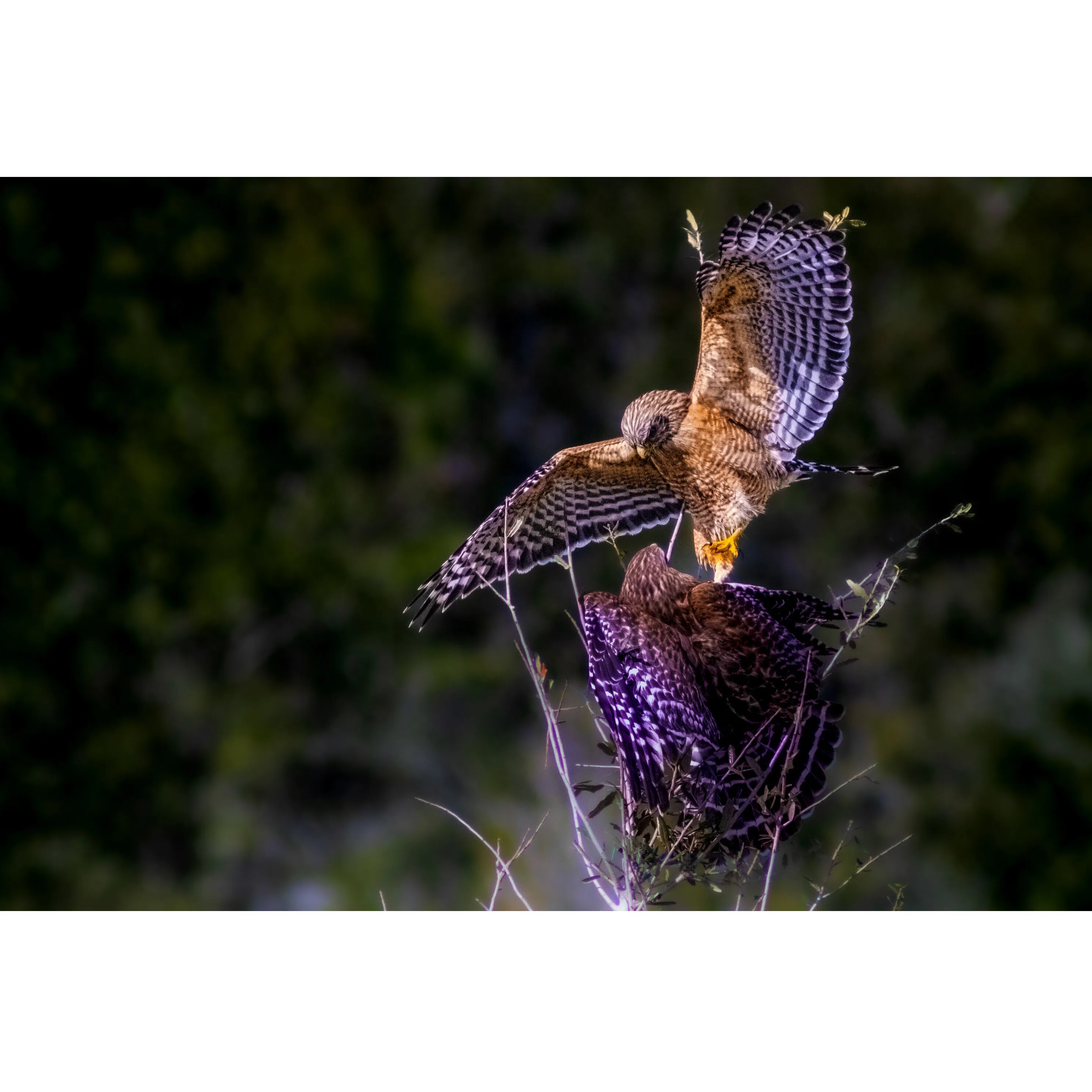 Clash of Wings, Wings of Fury.