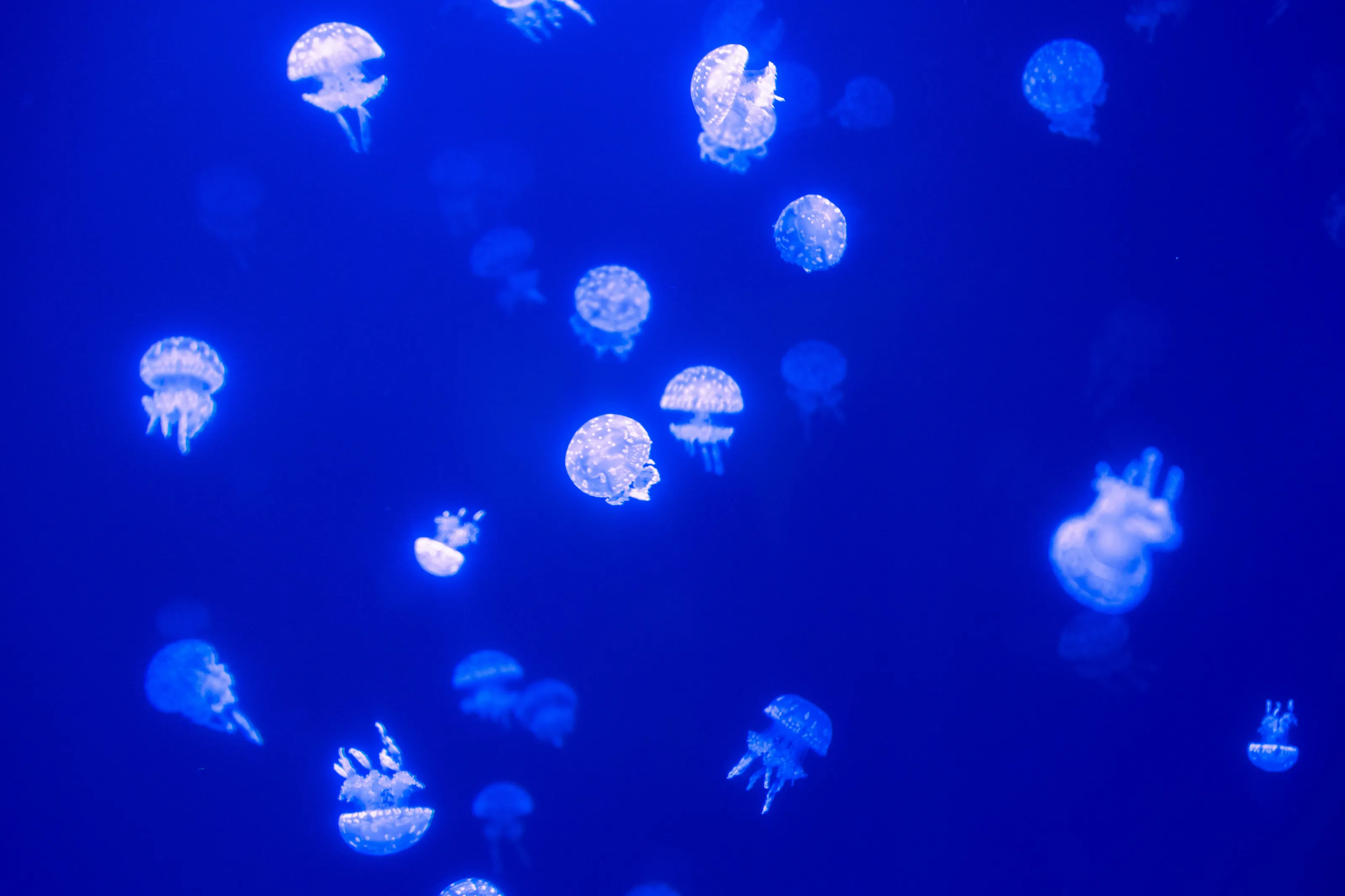 Jellies!