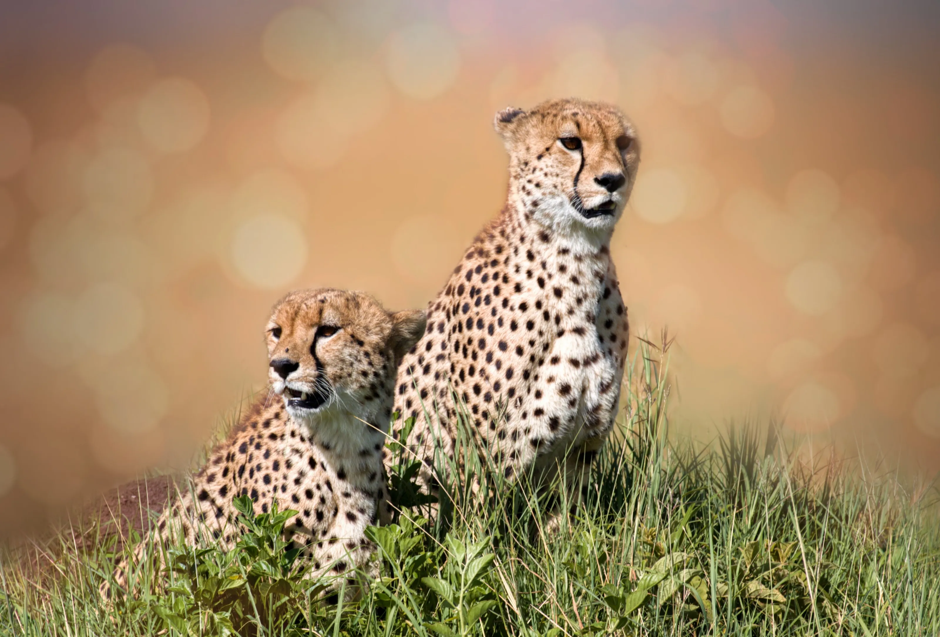 Cheetahs Bokeh