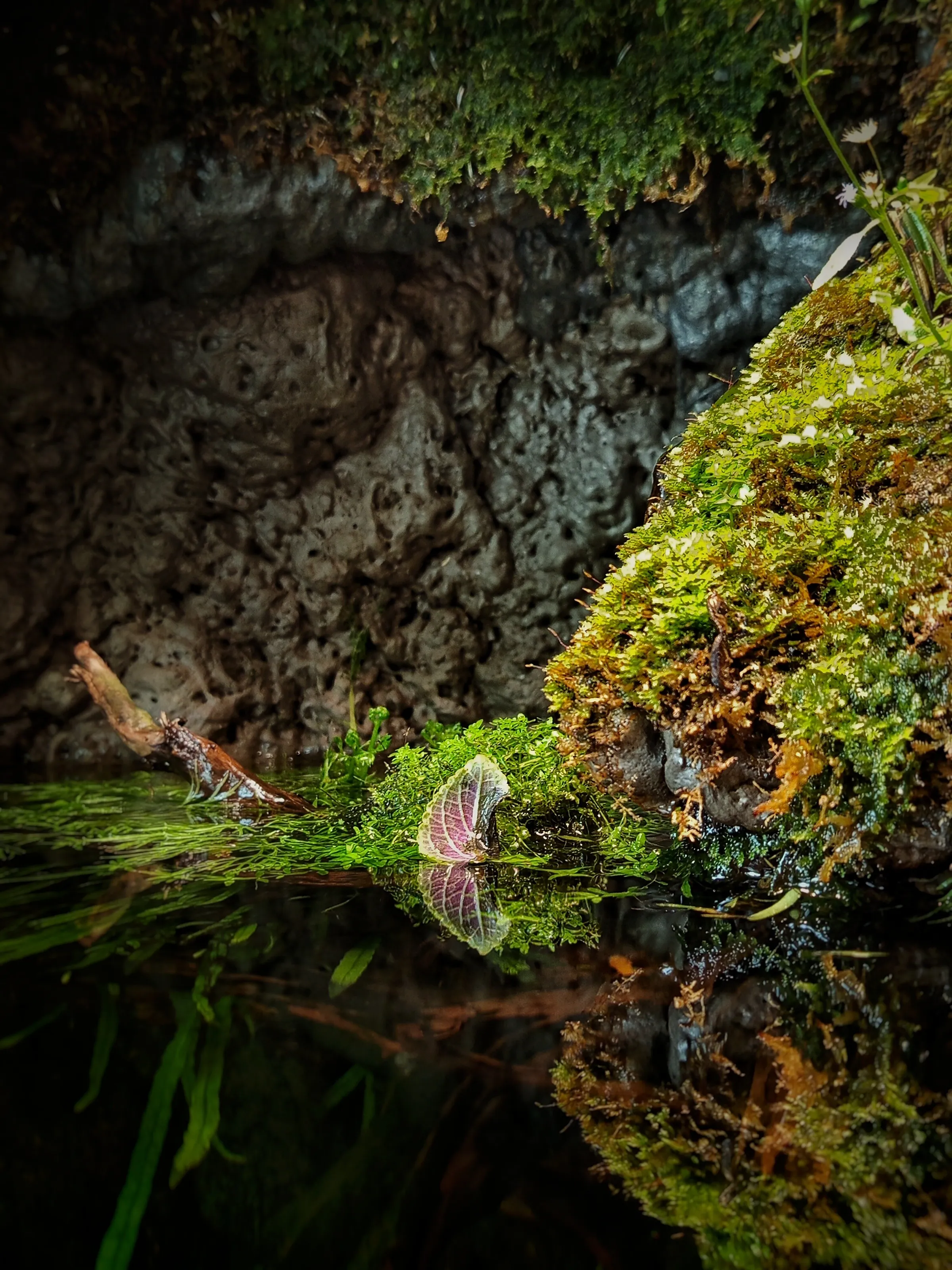 The lush green cave