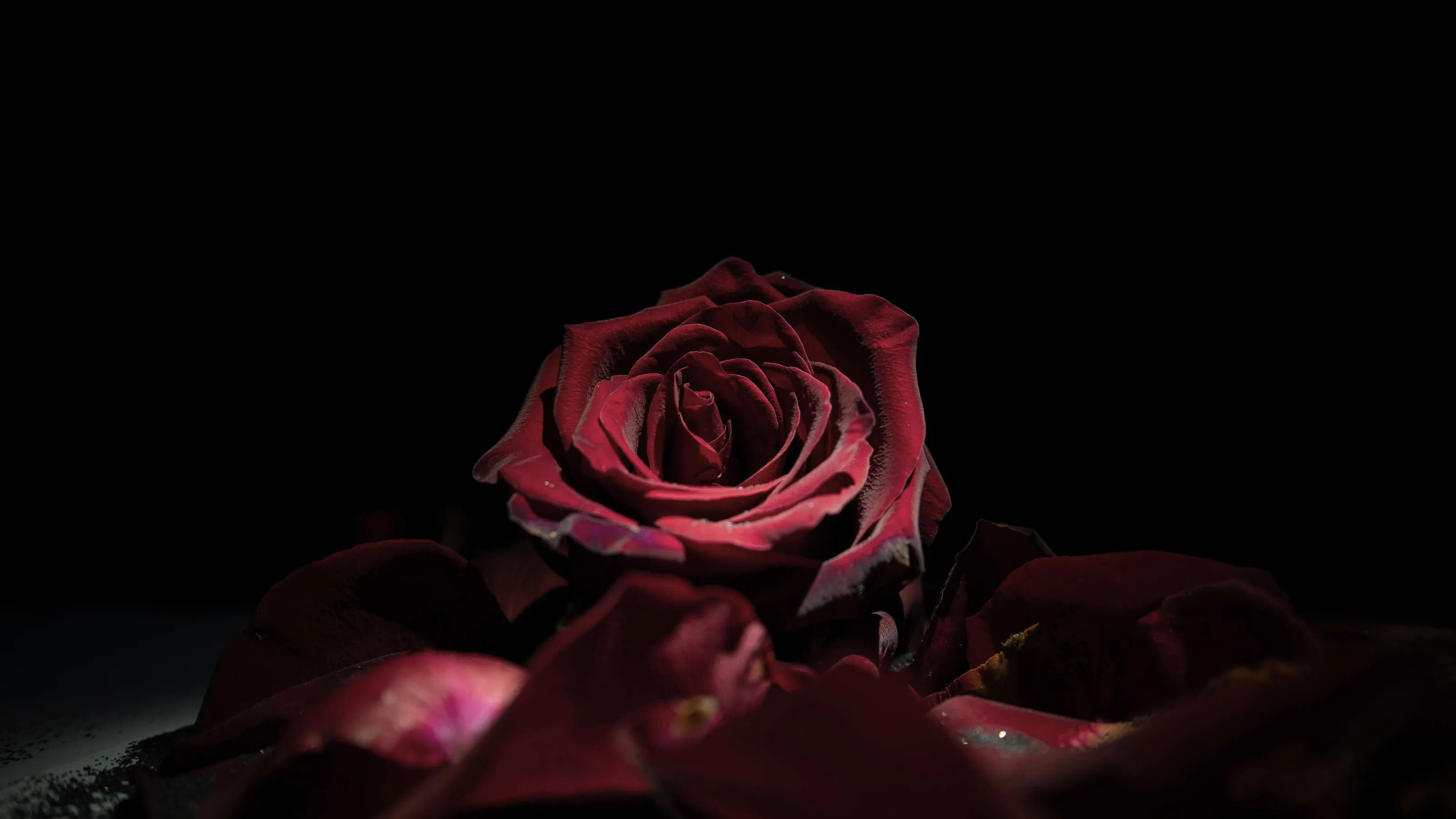 Red Rose