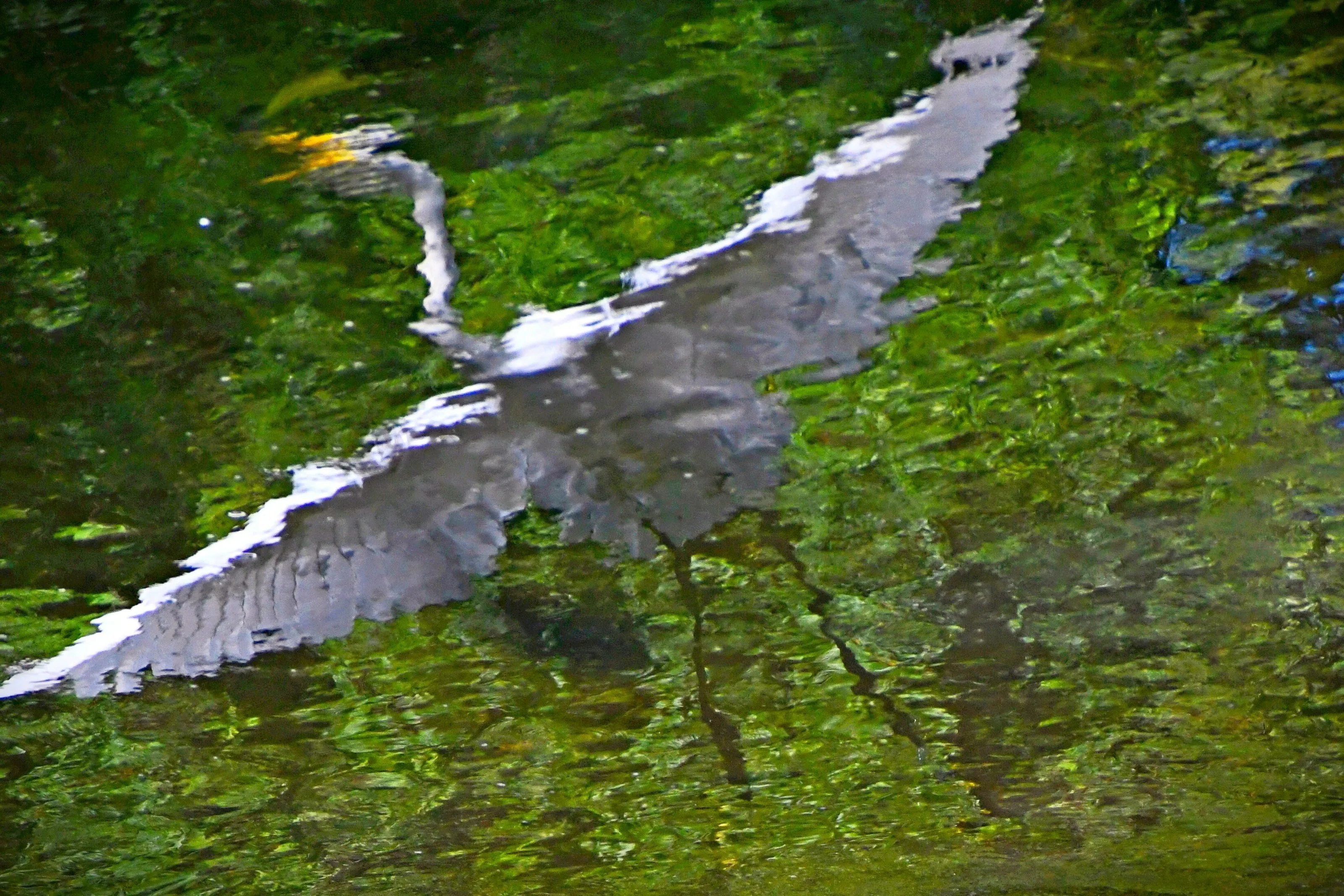 flying free