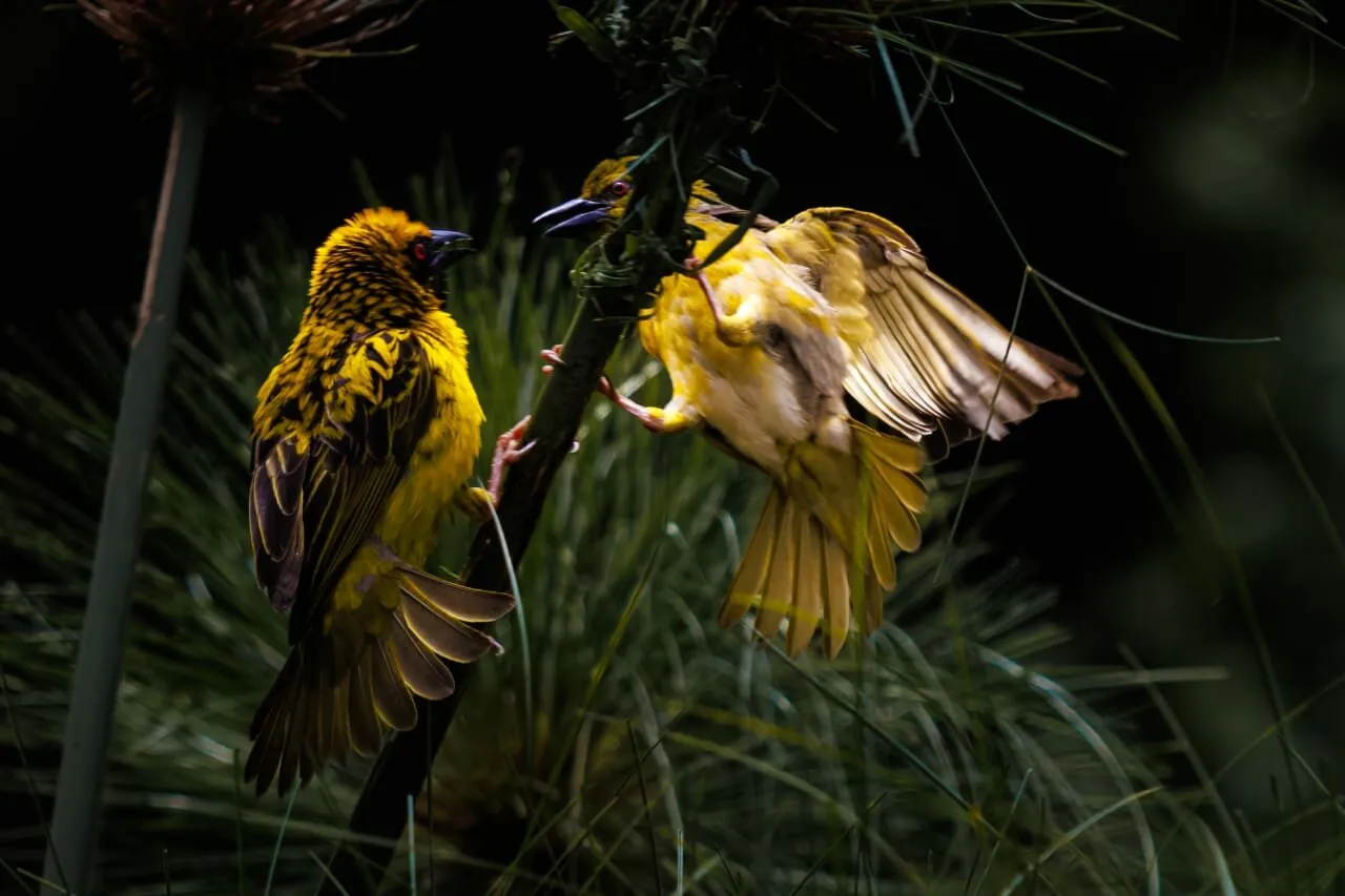 The weaver