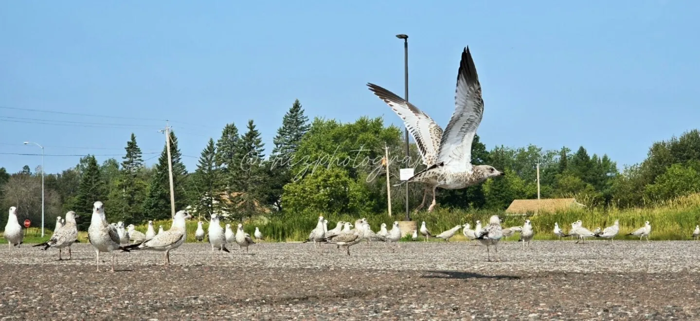 Fly Free