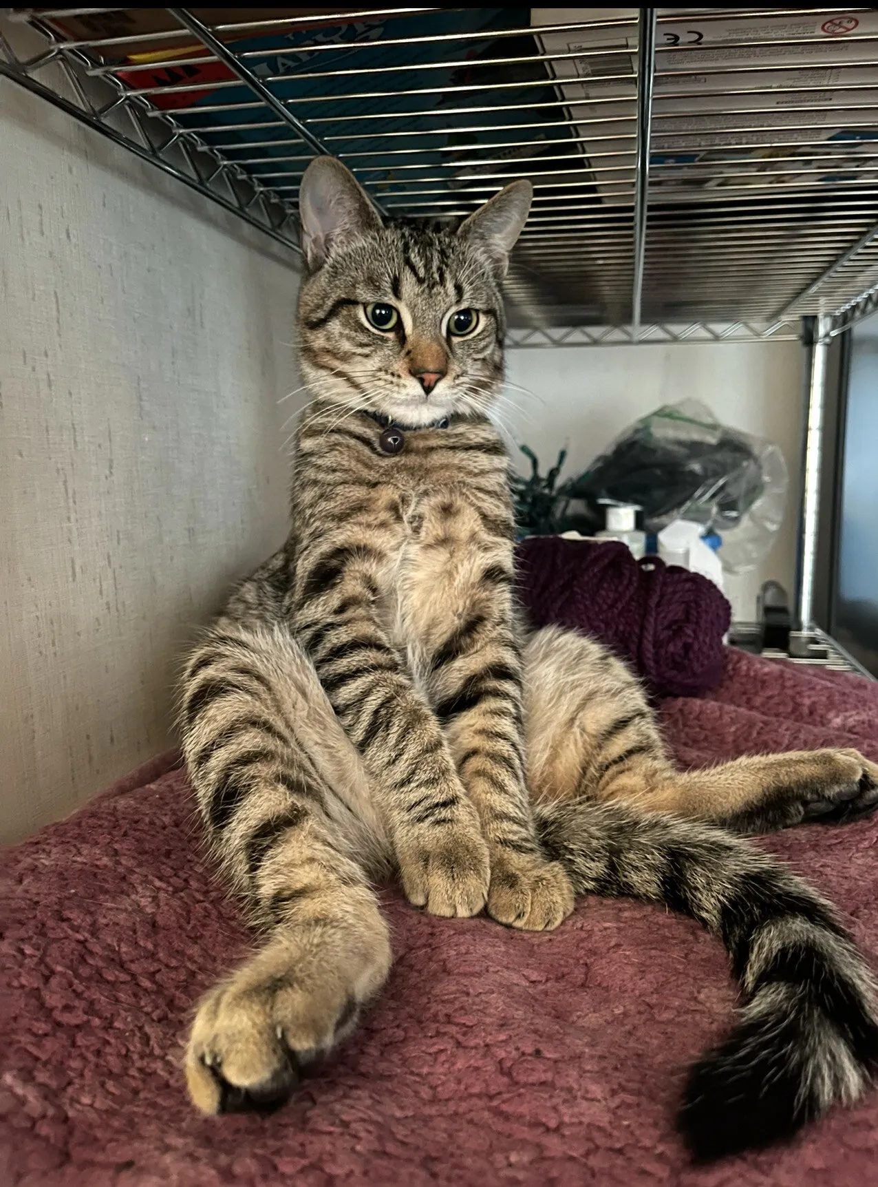 Gentleman Taco