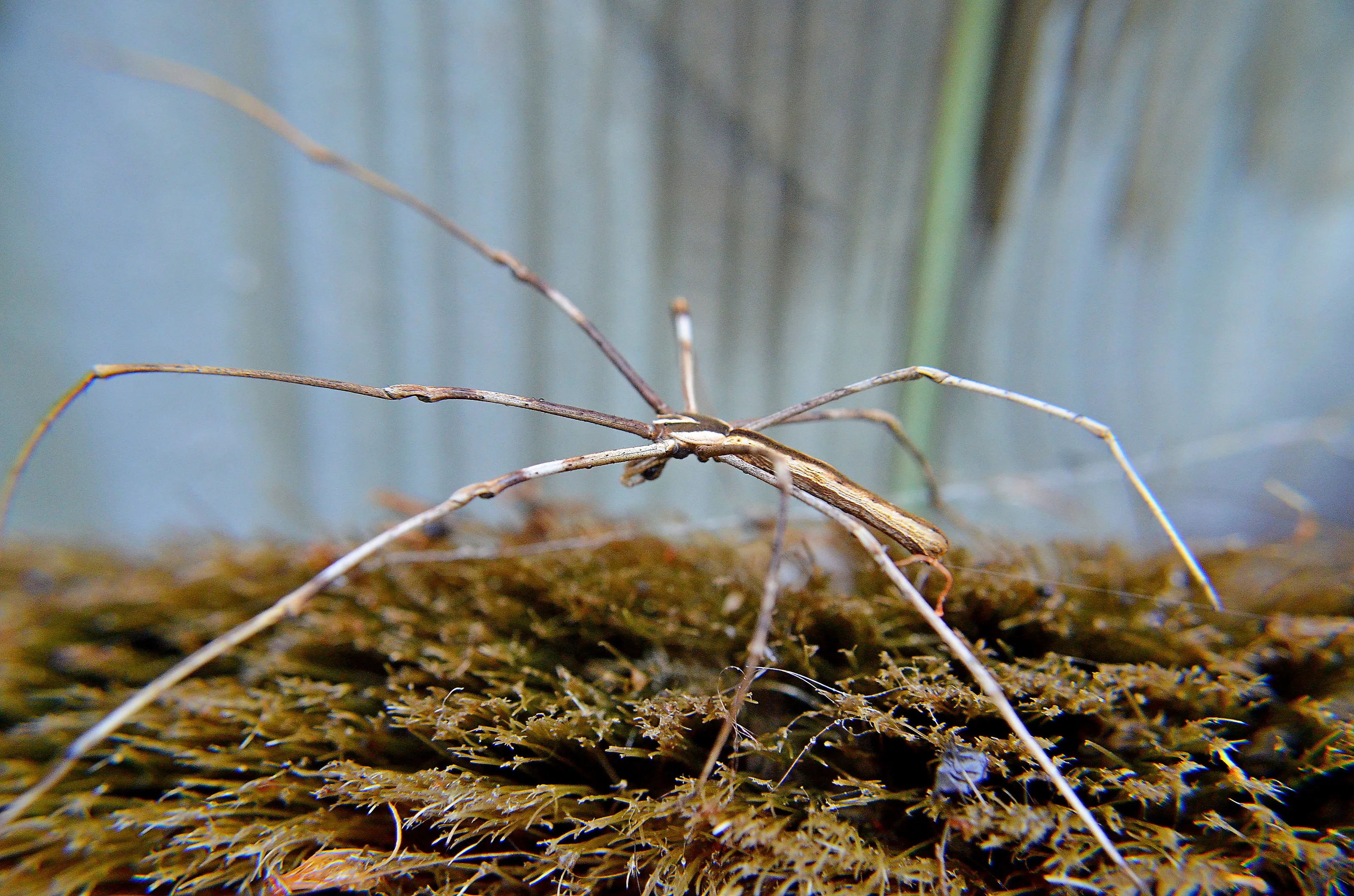 web caster