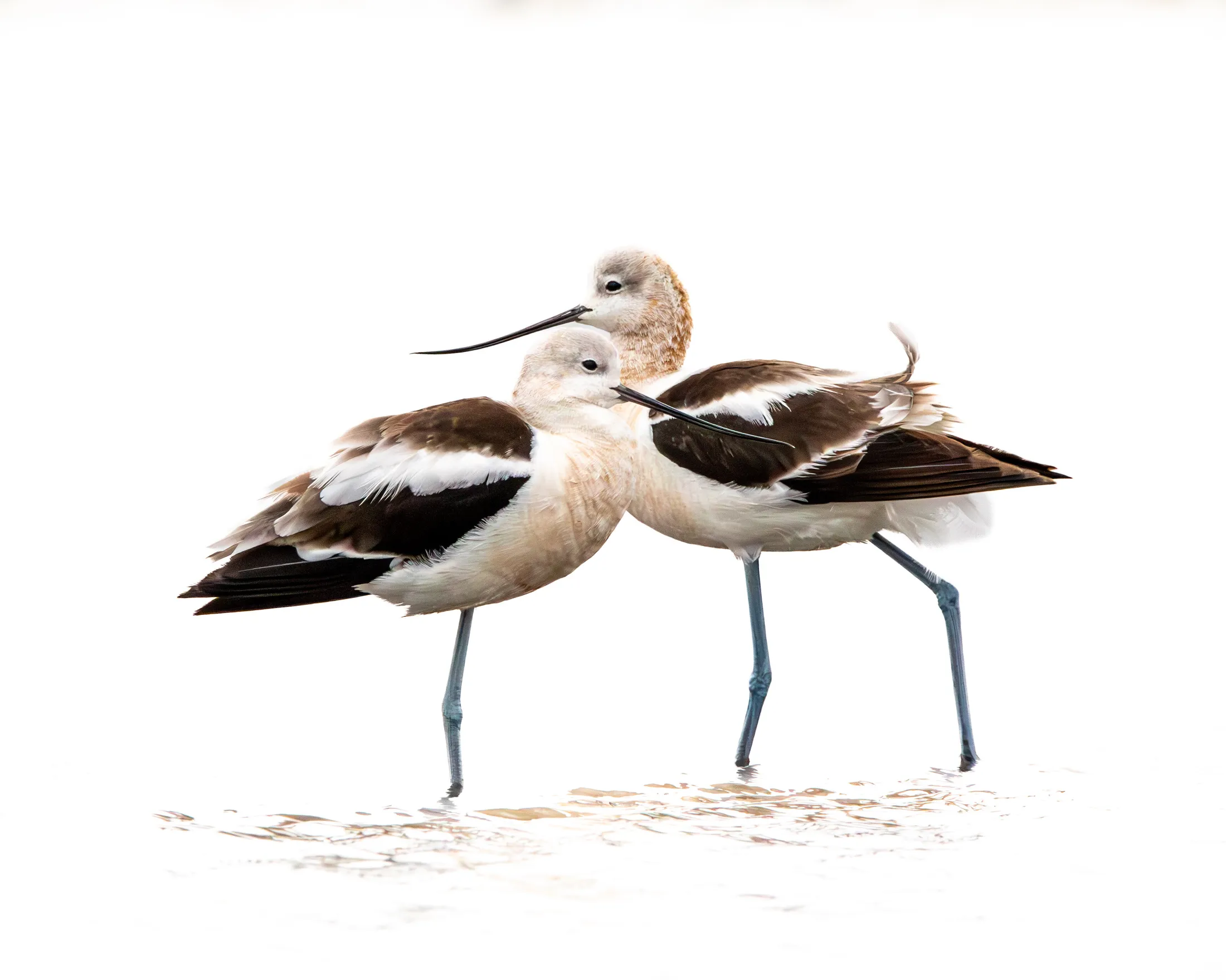 American Avocets