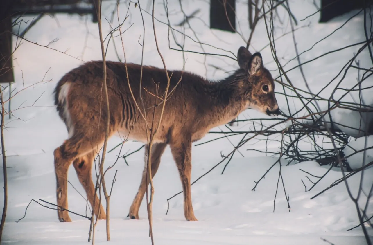 The Resilient Winter Deer