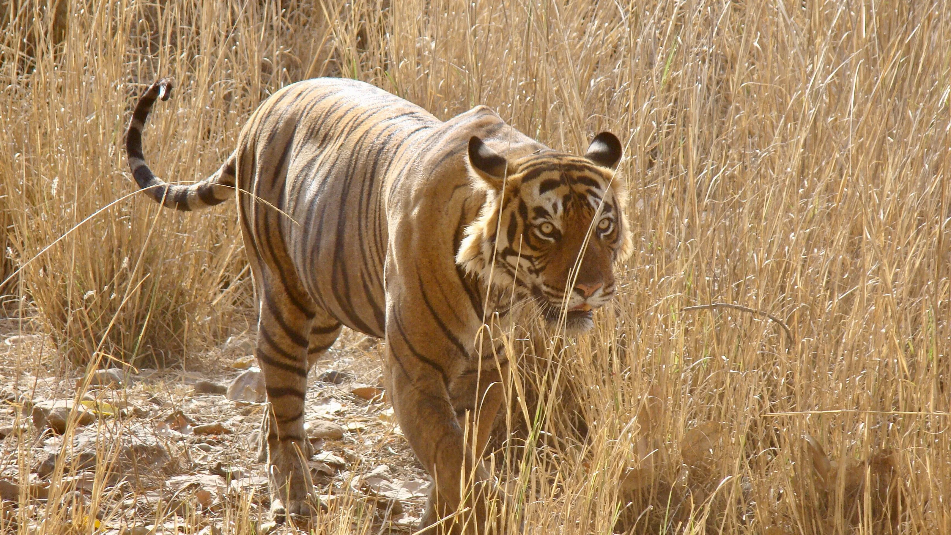 The Majestic Royal Bengal Tiger
