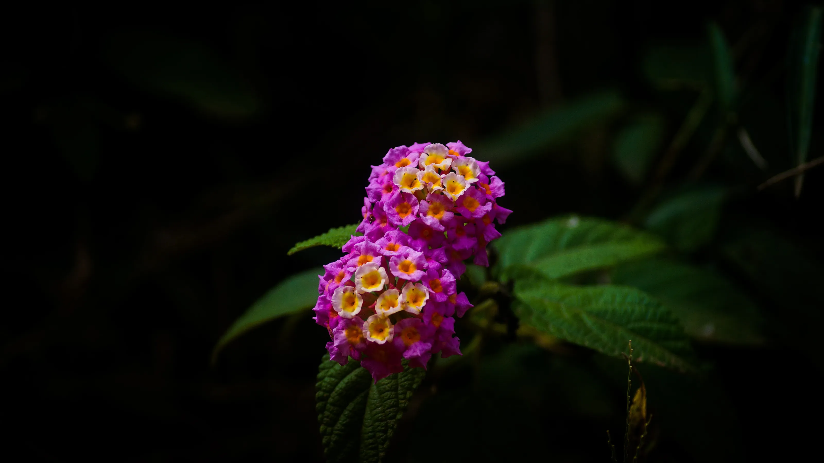 Petal Perfections