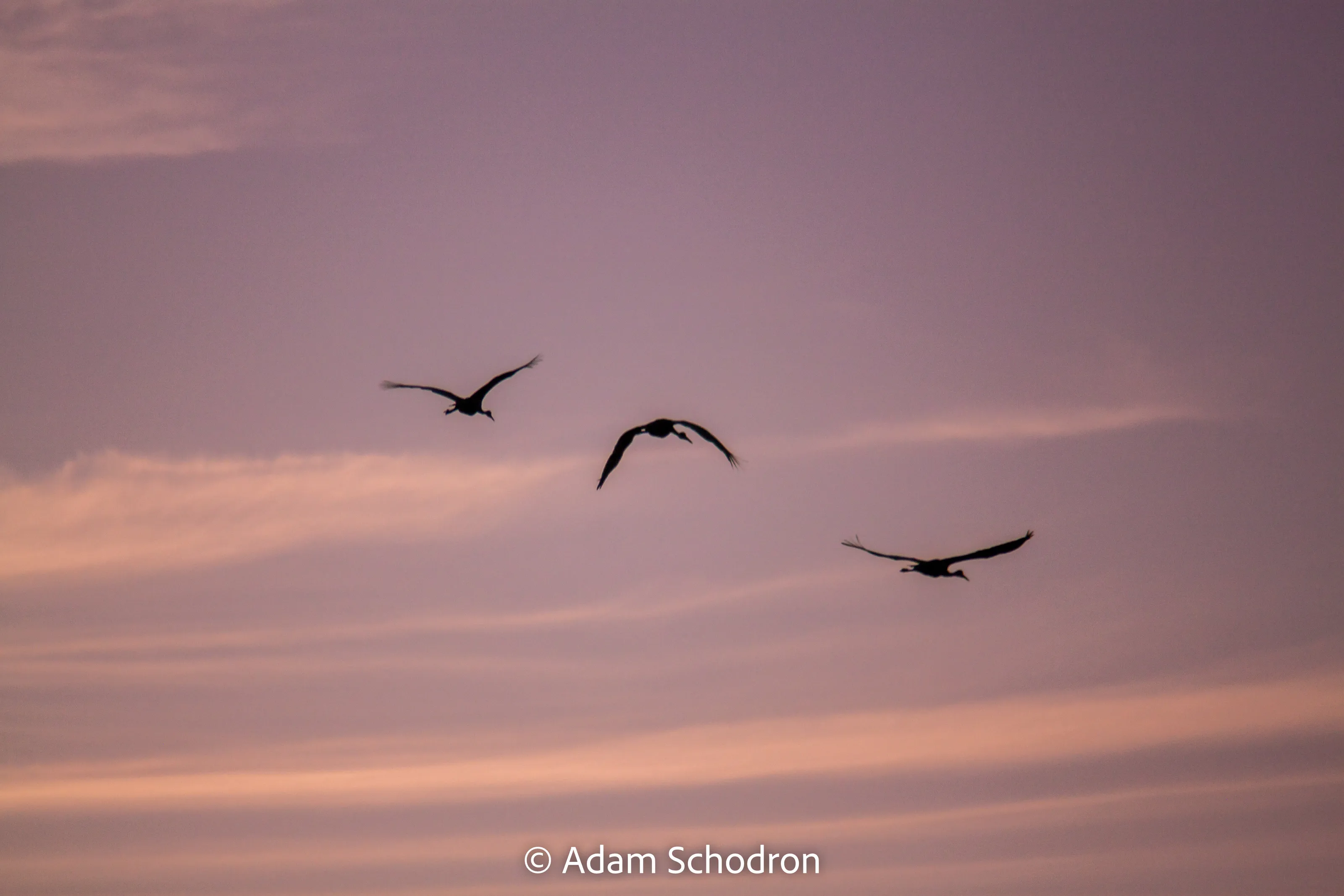 Sunset Silhouettes Of Sandhill Cranes