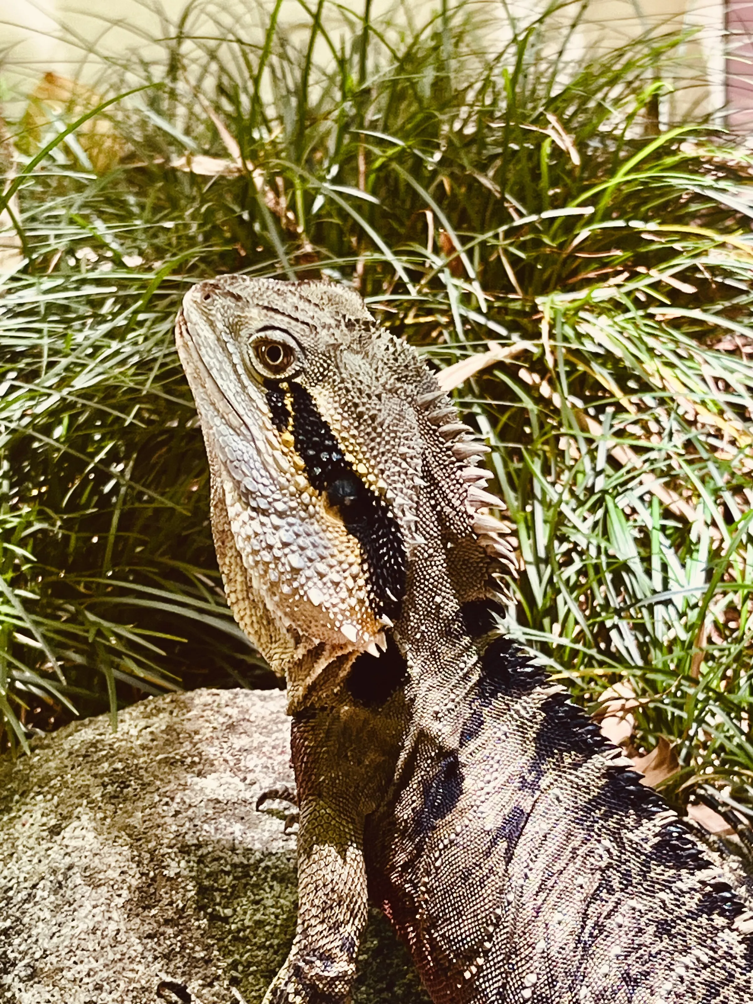 Public Dragon