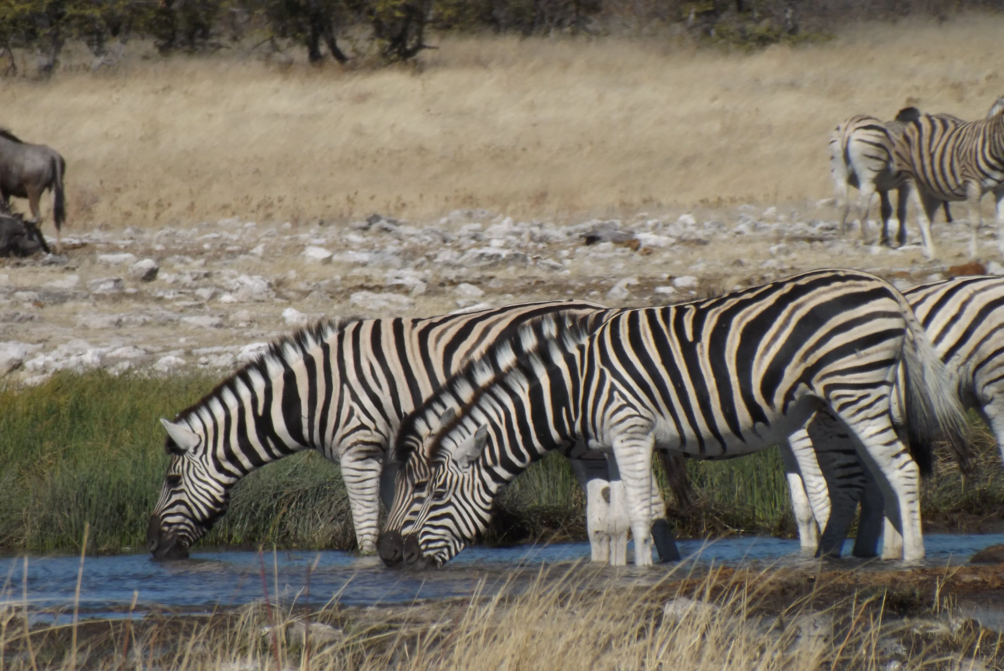 Thirsty Zebras