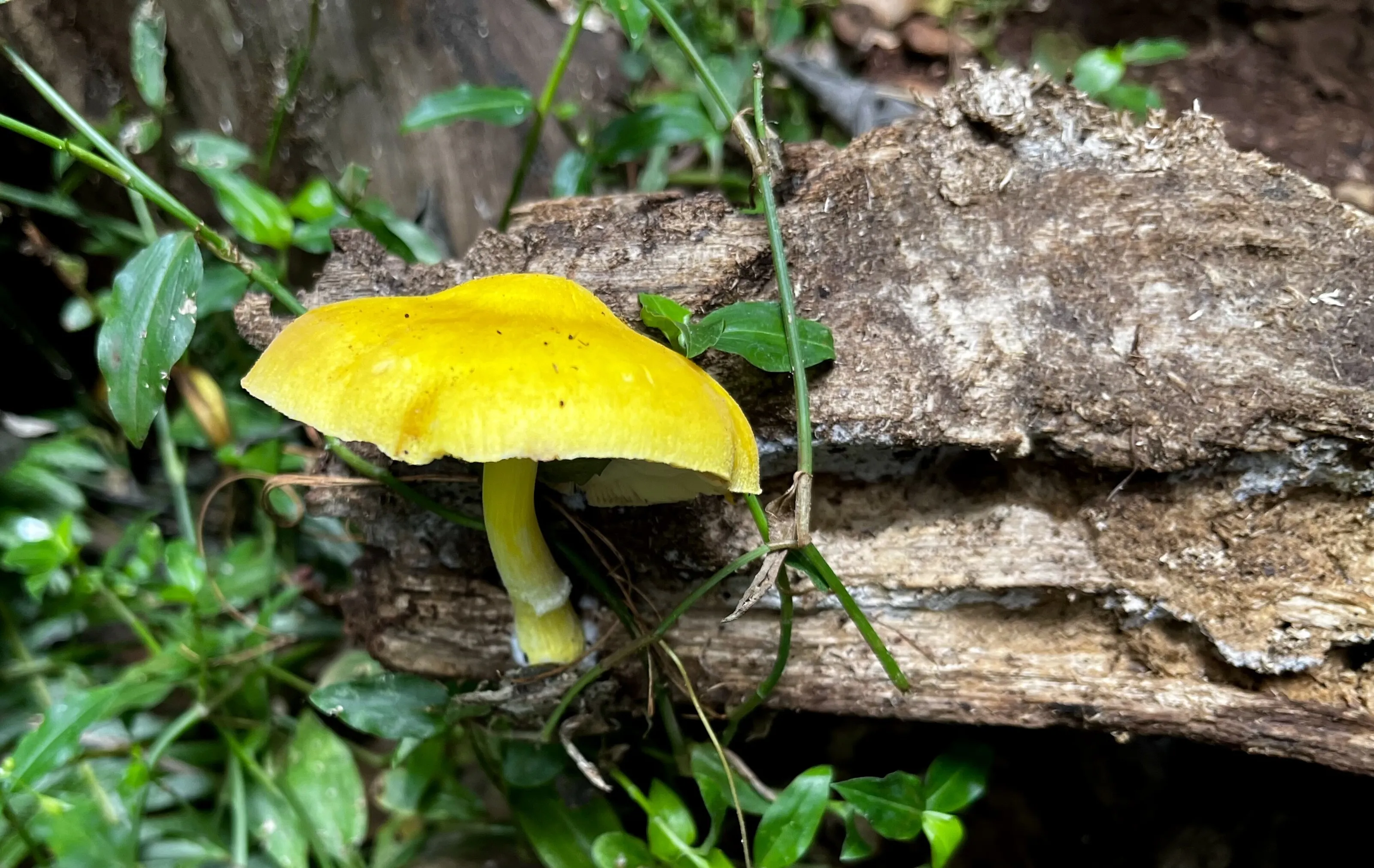 Little Yellow Mushroom