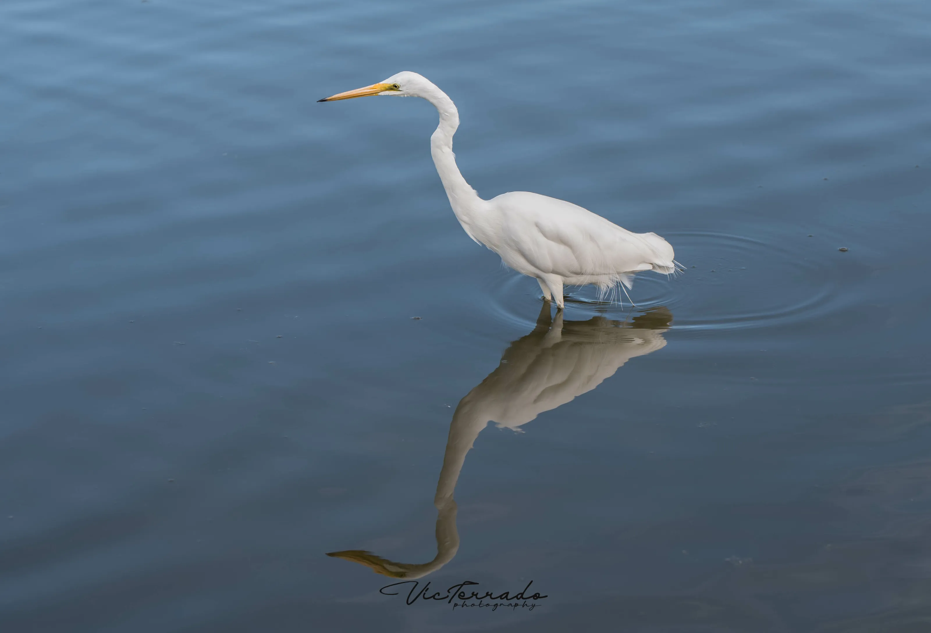 The Great Egret
