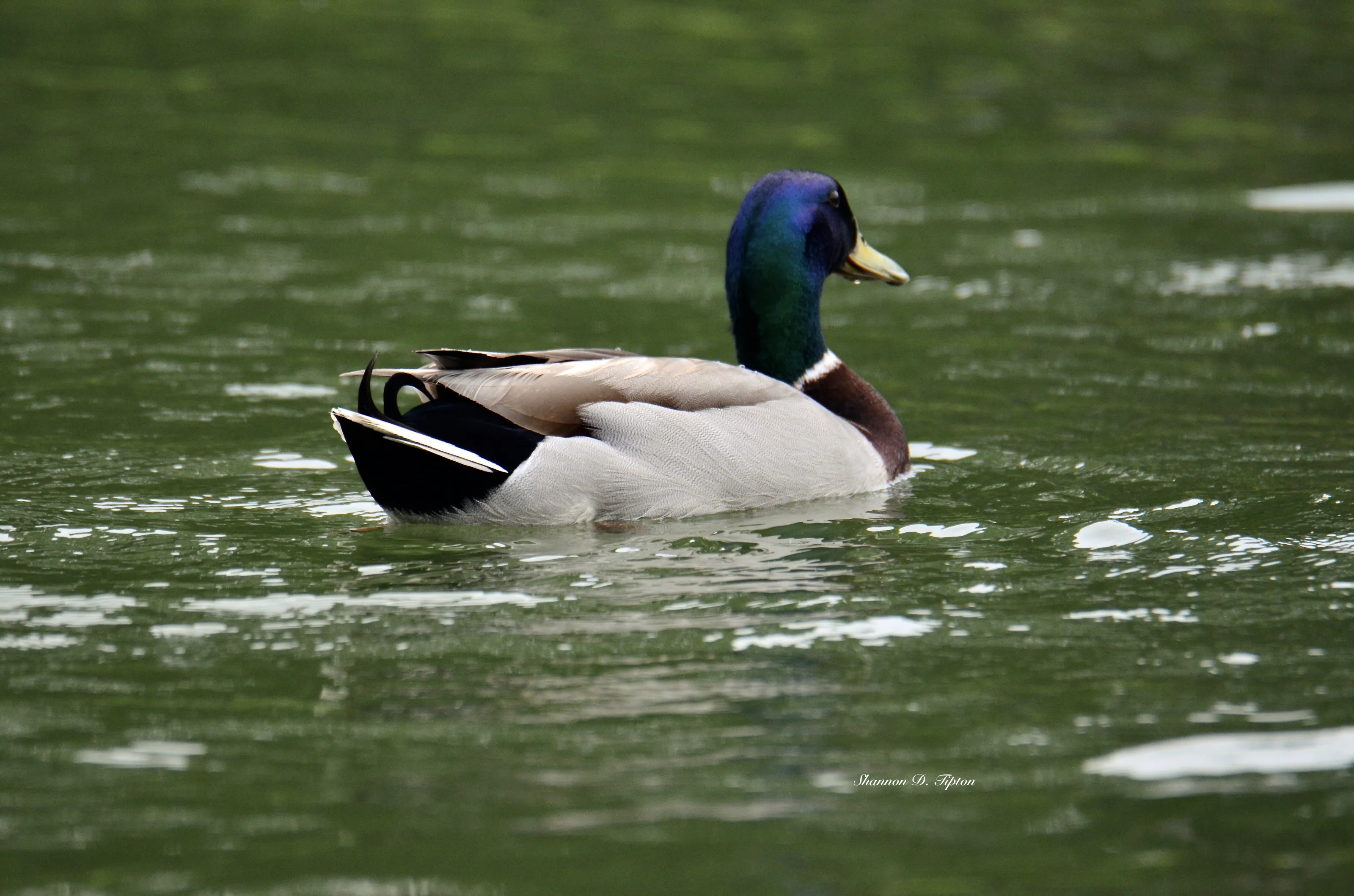 Mallard Duck