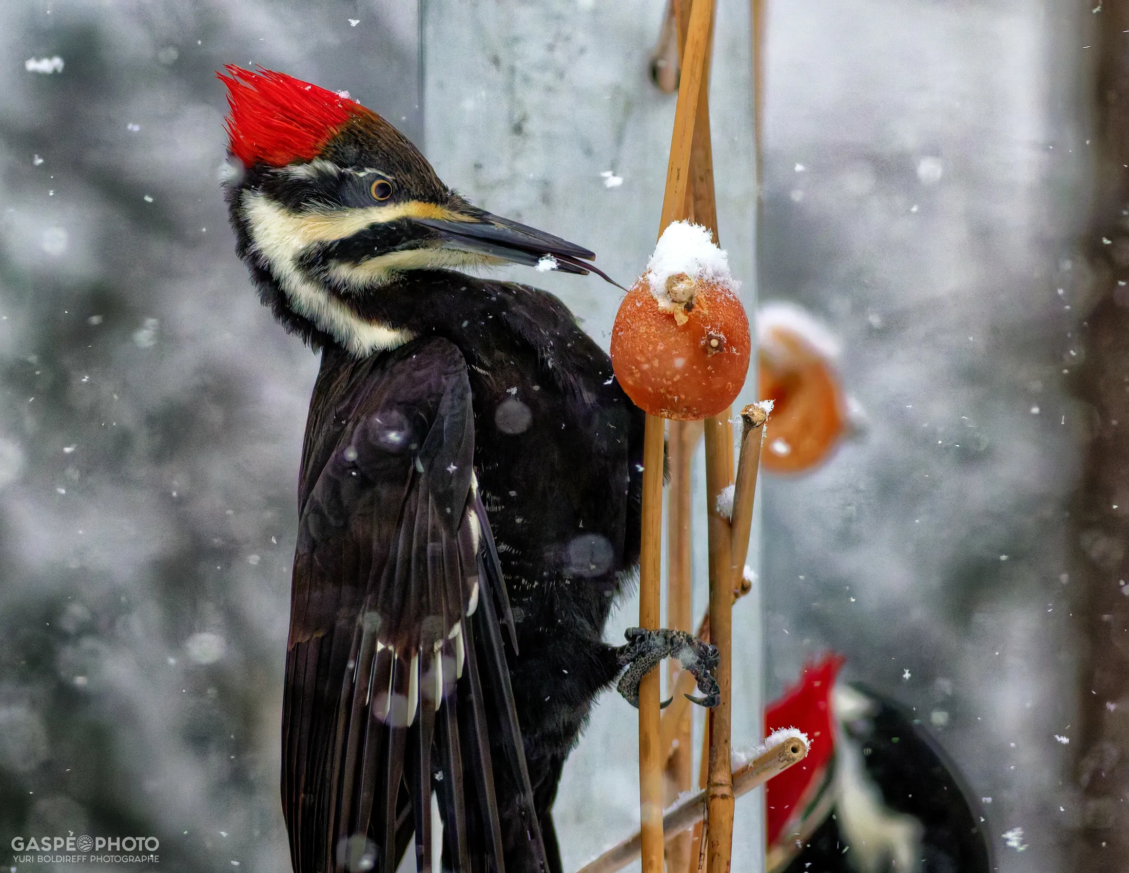 20201228-4G1A2959_Pileated Woodpecker